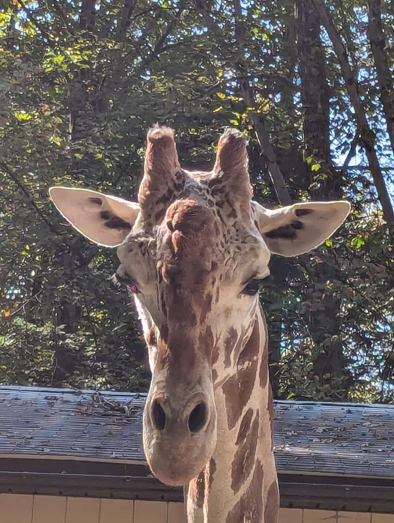 Claws 'N' Paws Wild Animal Park - Lake Ariel, PA