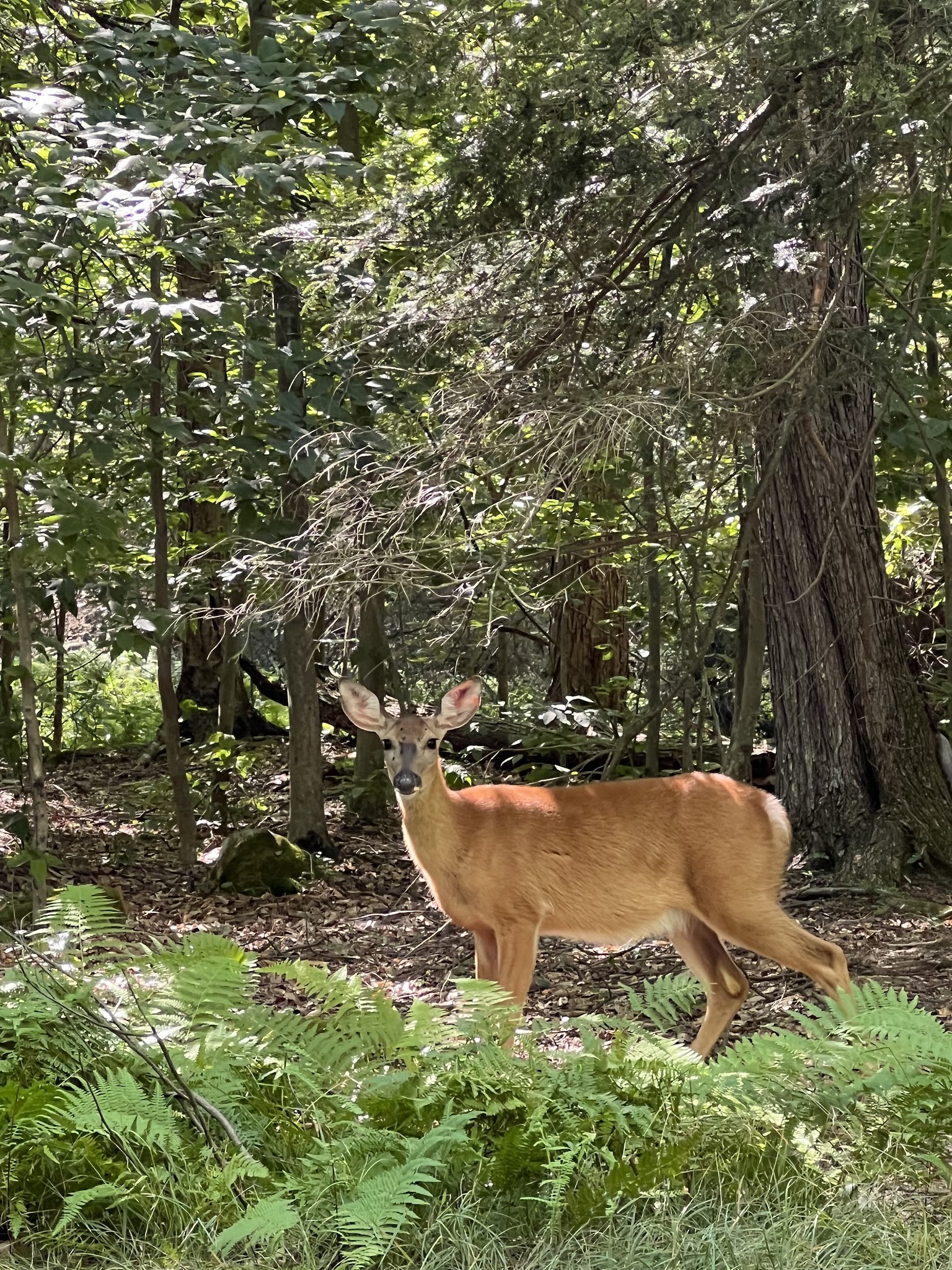 Secluded Acres Campground - Lake Ariel, PA