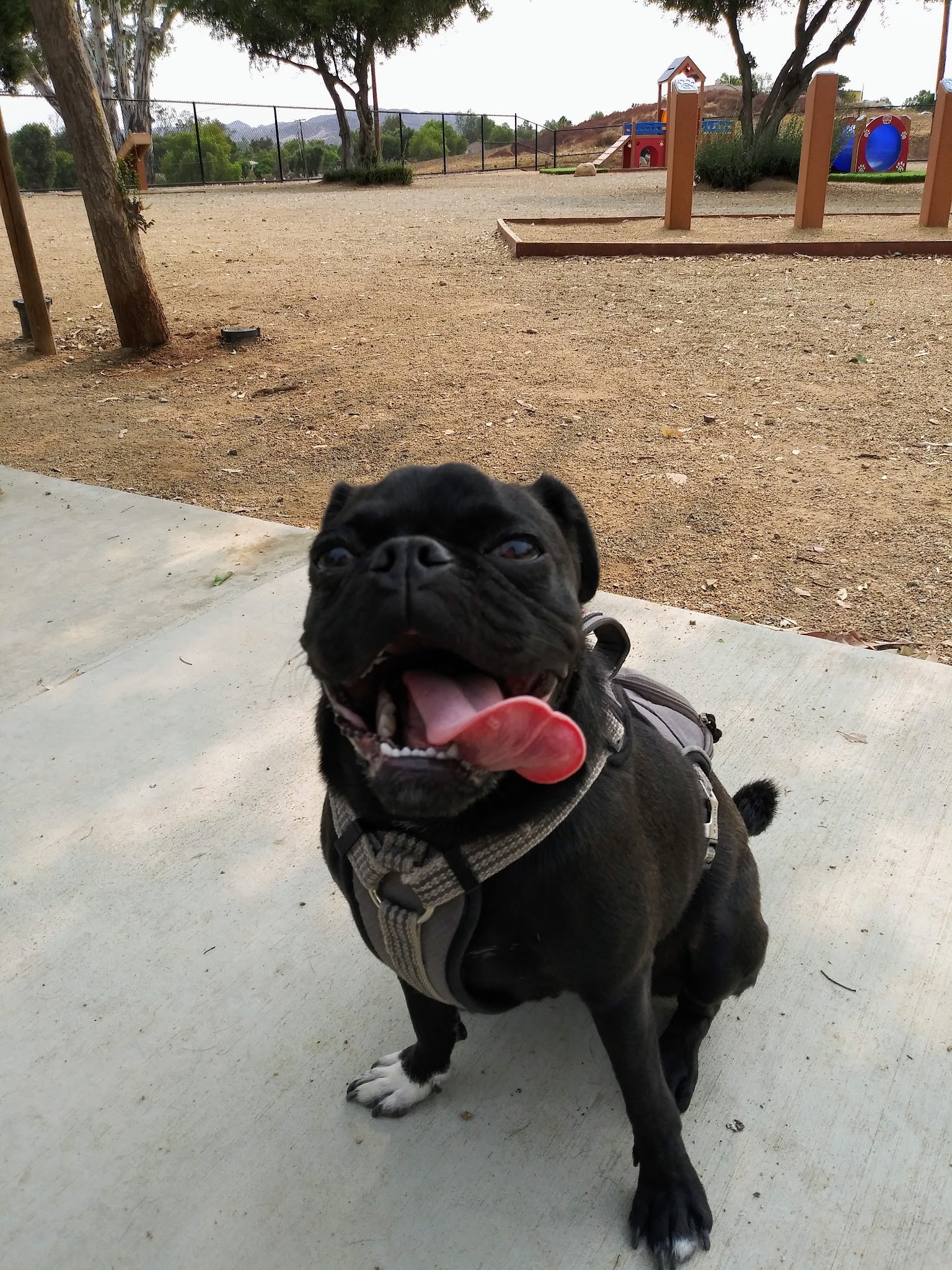 Serenity Dog Park - Lake Elsinore, CA