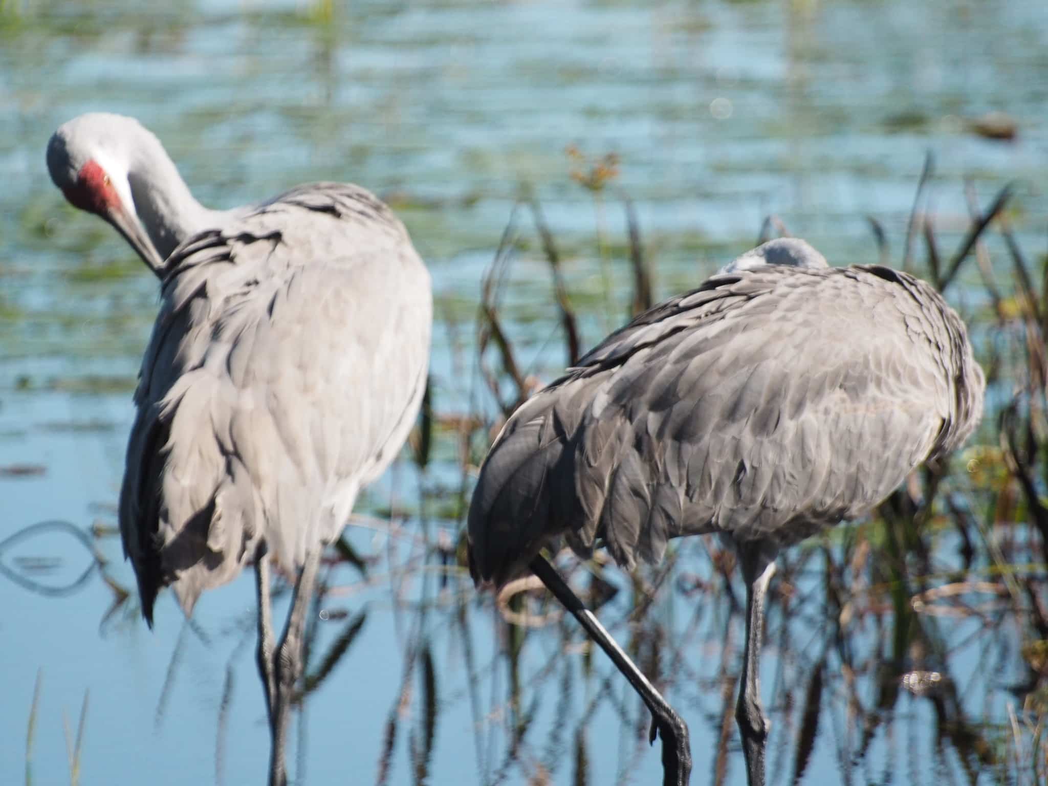 Margaret Wesley Park - Lake Mary, FL