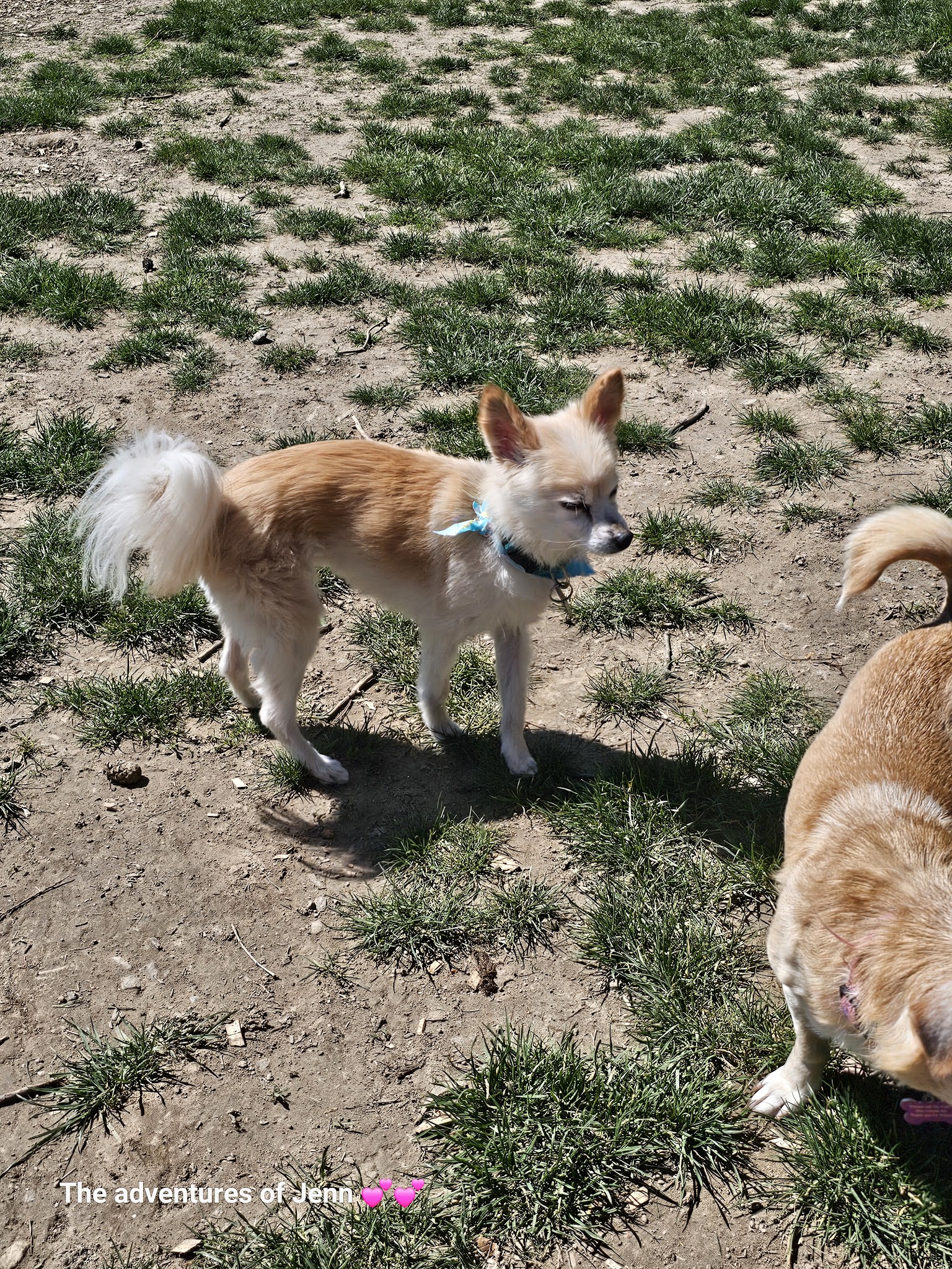 Hazelia Dog Park - Lake Oswego, OR