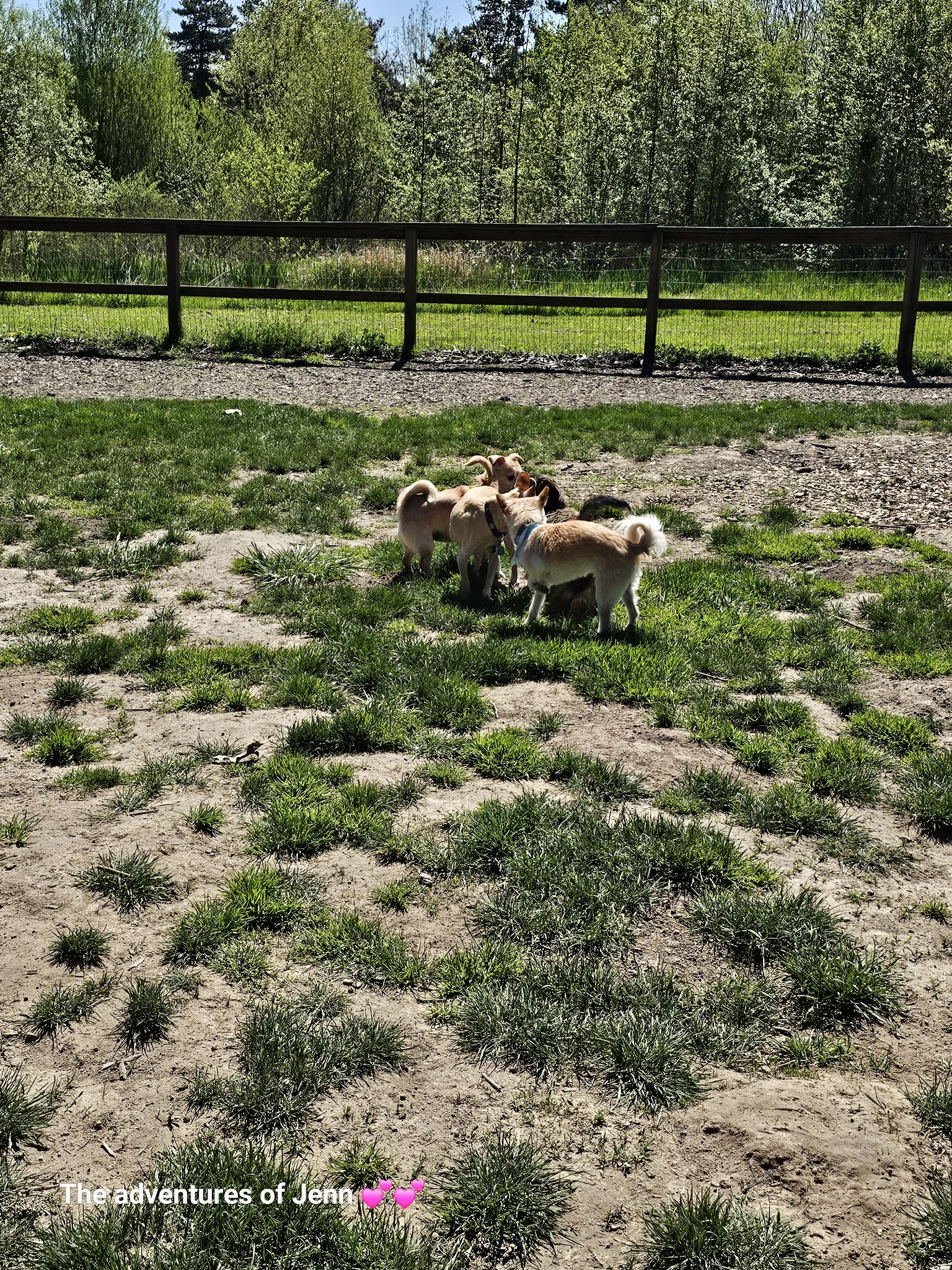 Hazelia Dog Park - Lake Oswego, OR