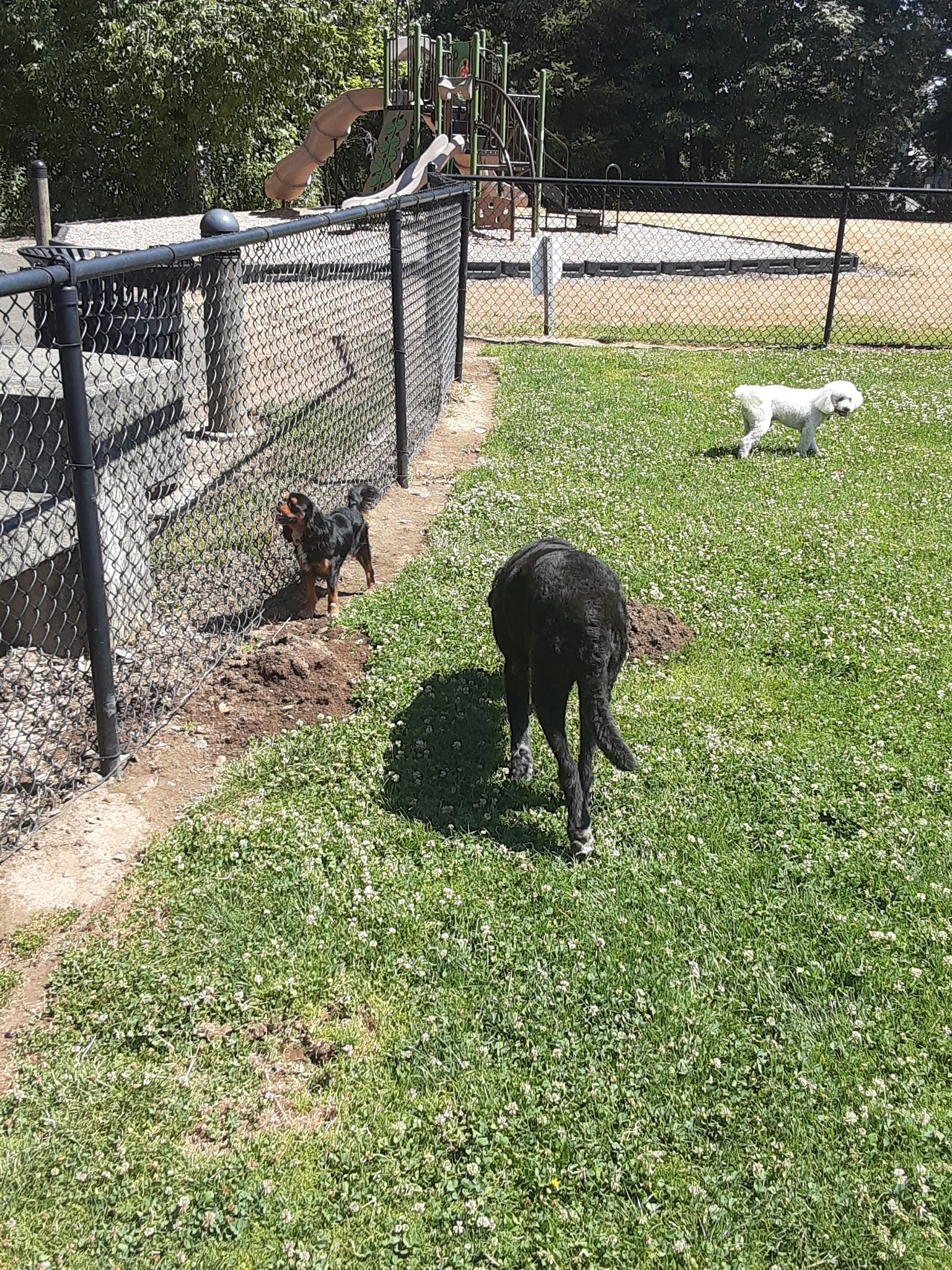 McNary Dog Park - Lake Oswego, OR