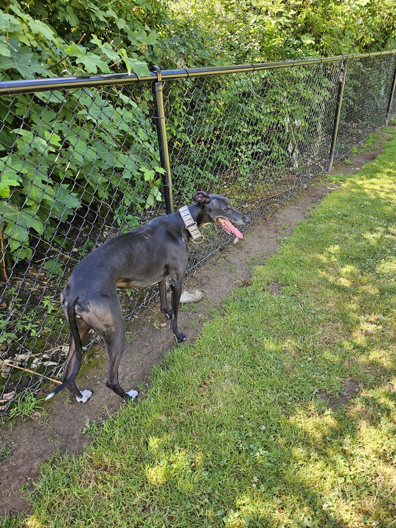 McNary Dog Park - Lake Oswego, OR