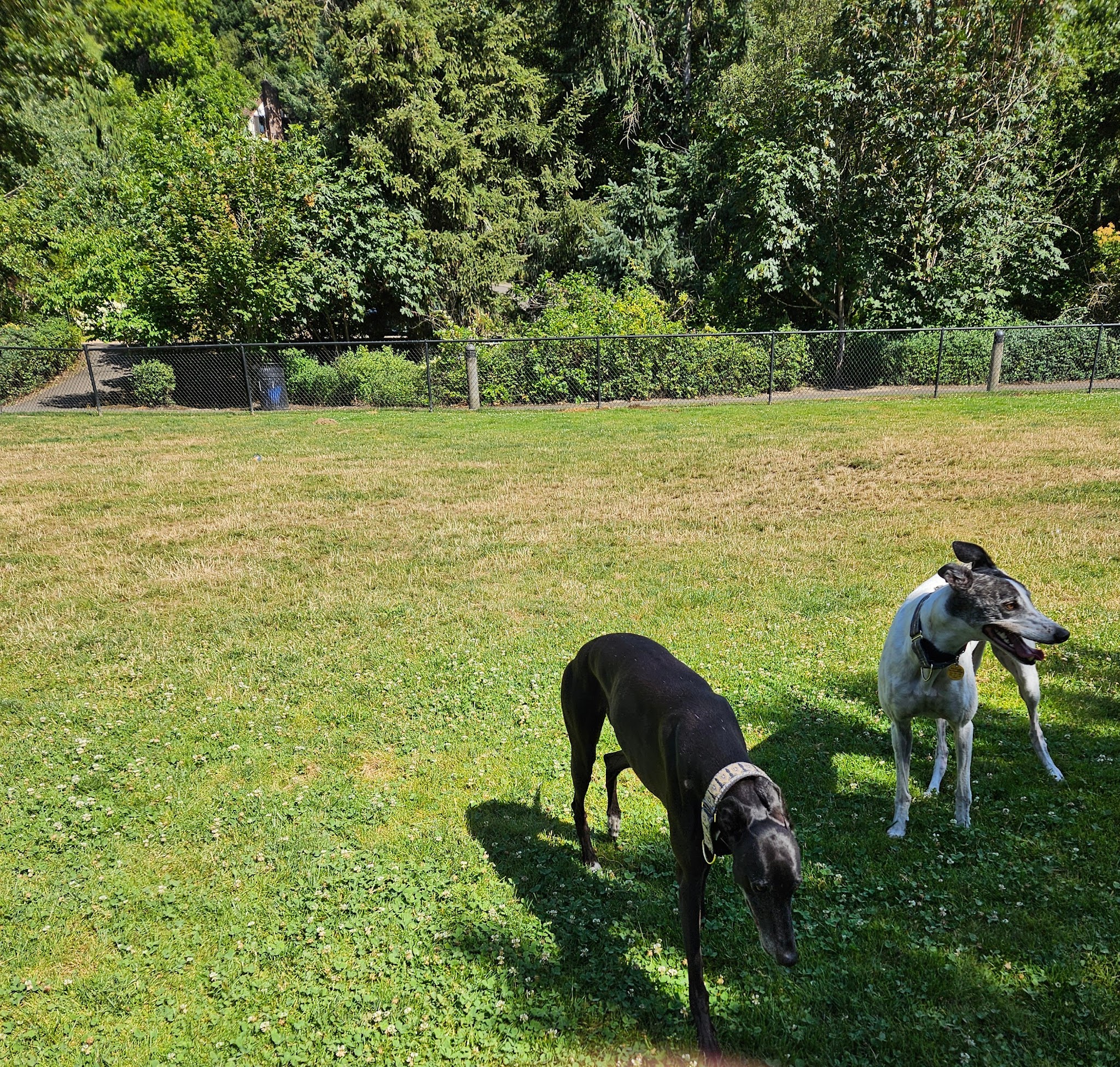 McNary Dog Park - Lake Oswego, OR