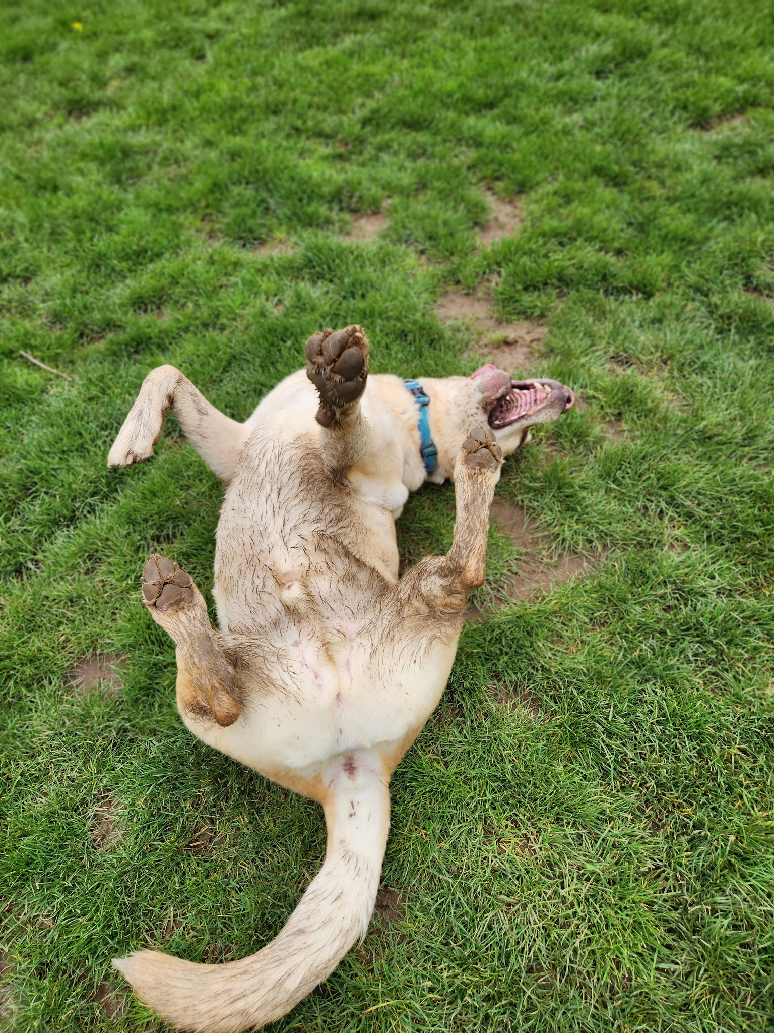 Pilkington Park - Lake Oswego, OR