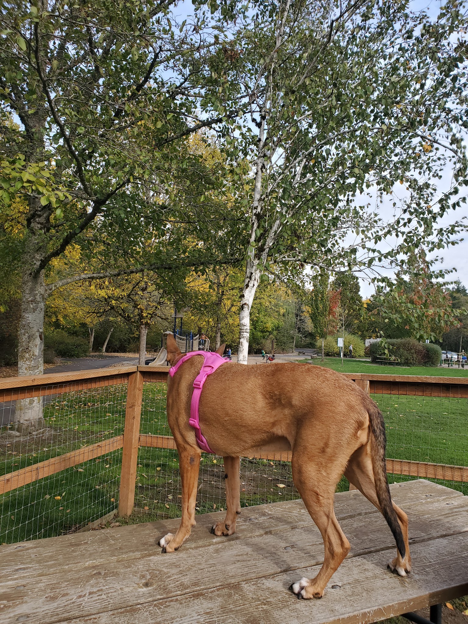 Waluga Dog Park - Lake Oswego, OR