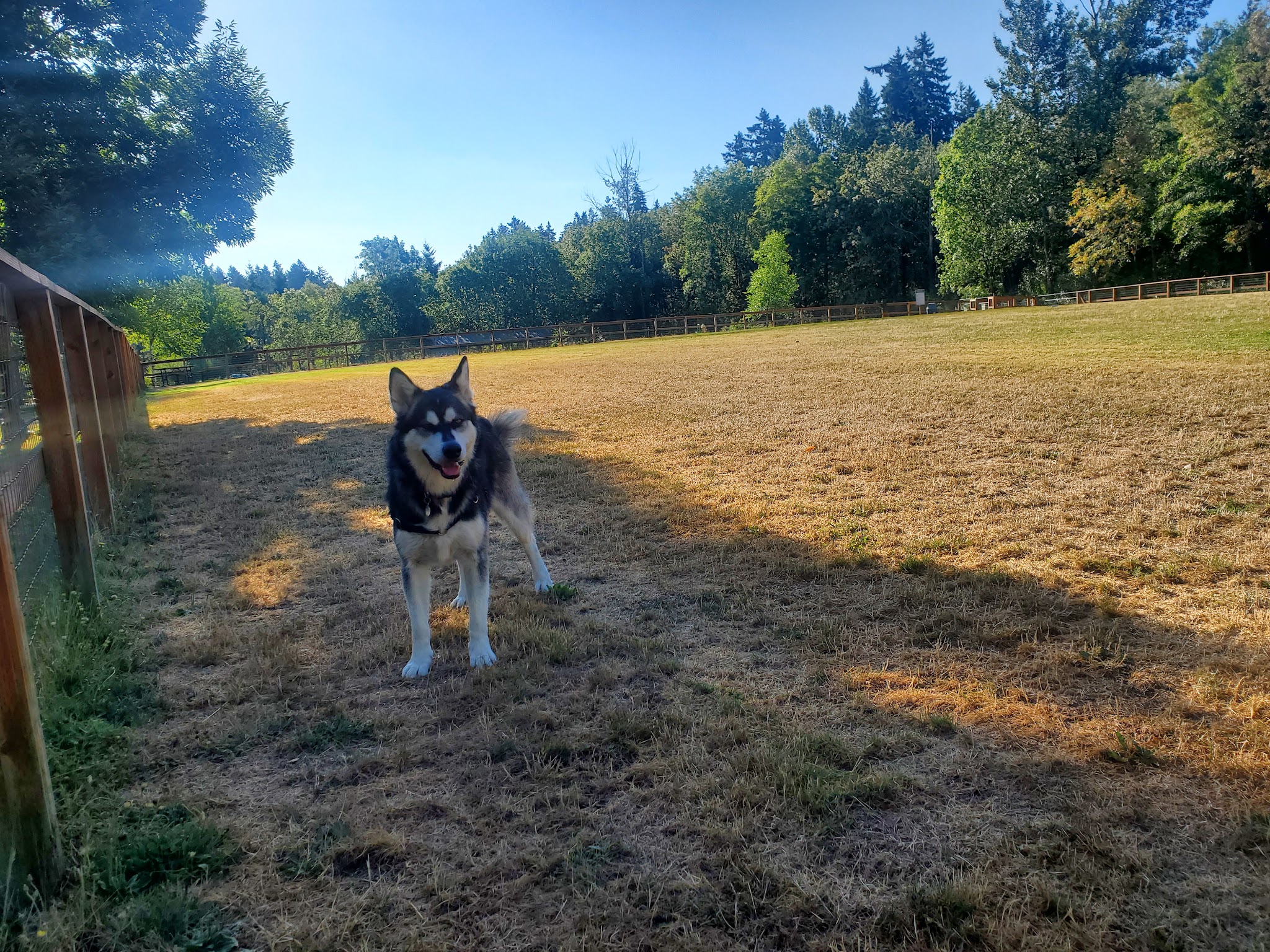 Waluga Dog Park - Lake Oswego, OR