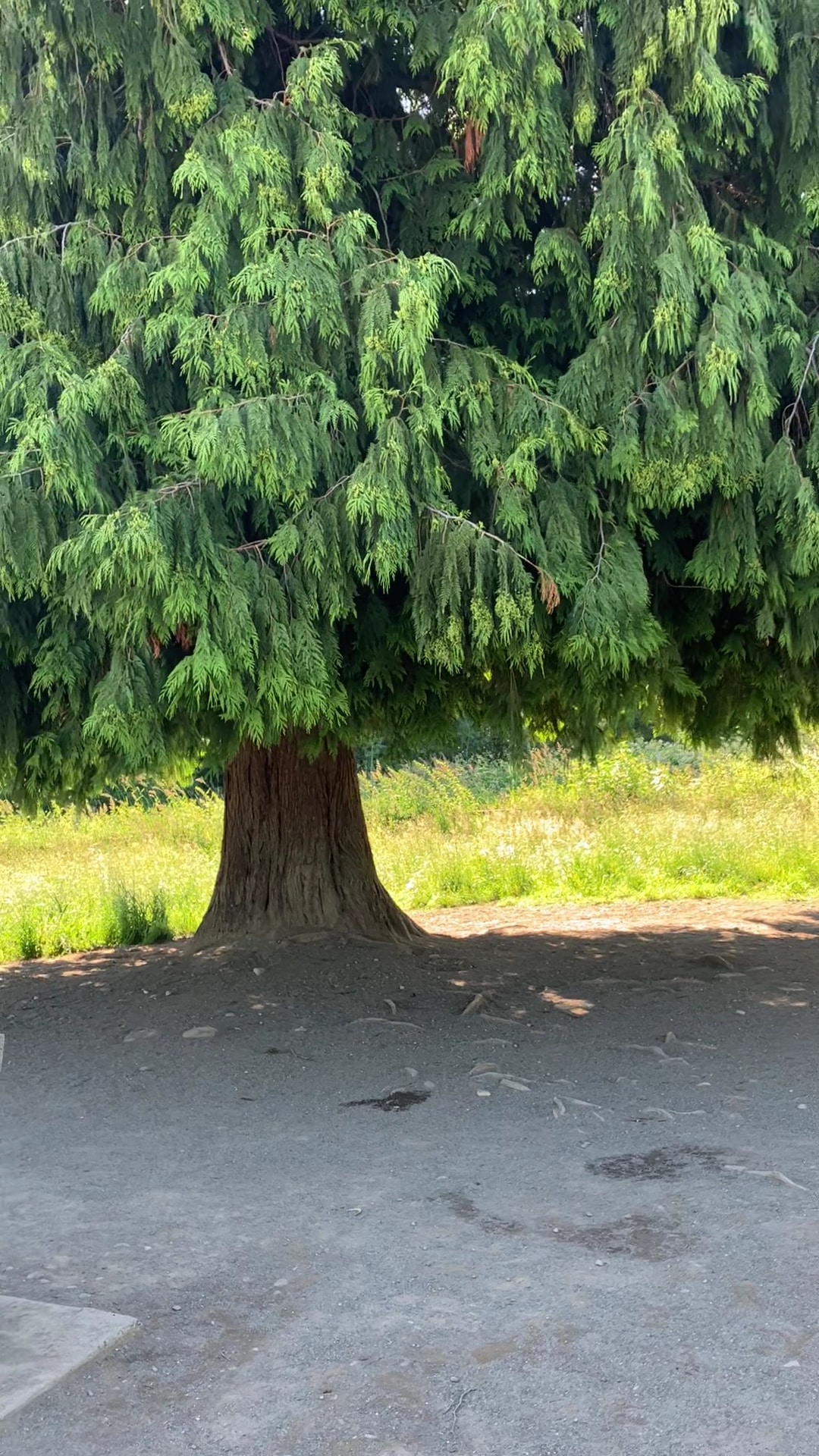 Cavalero Hill Dog Park - Lake Stevens, WA