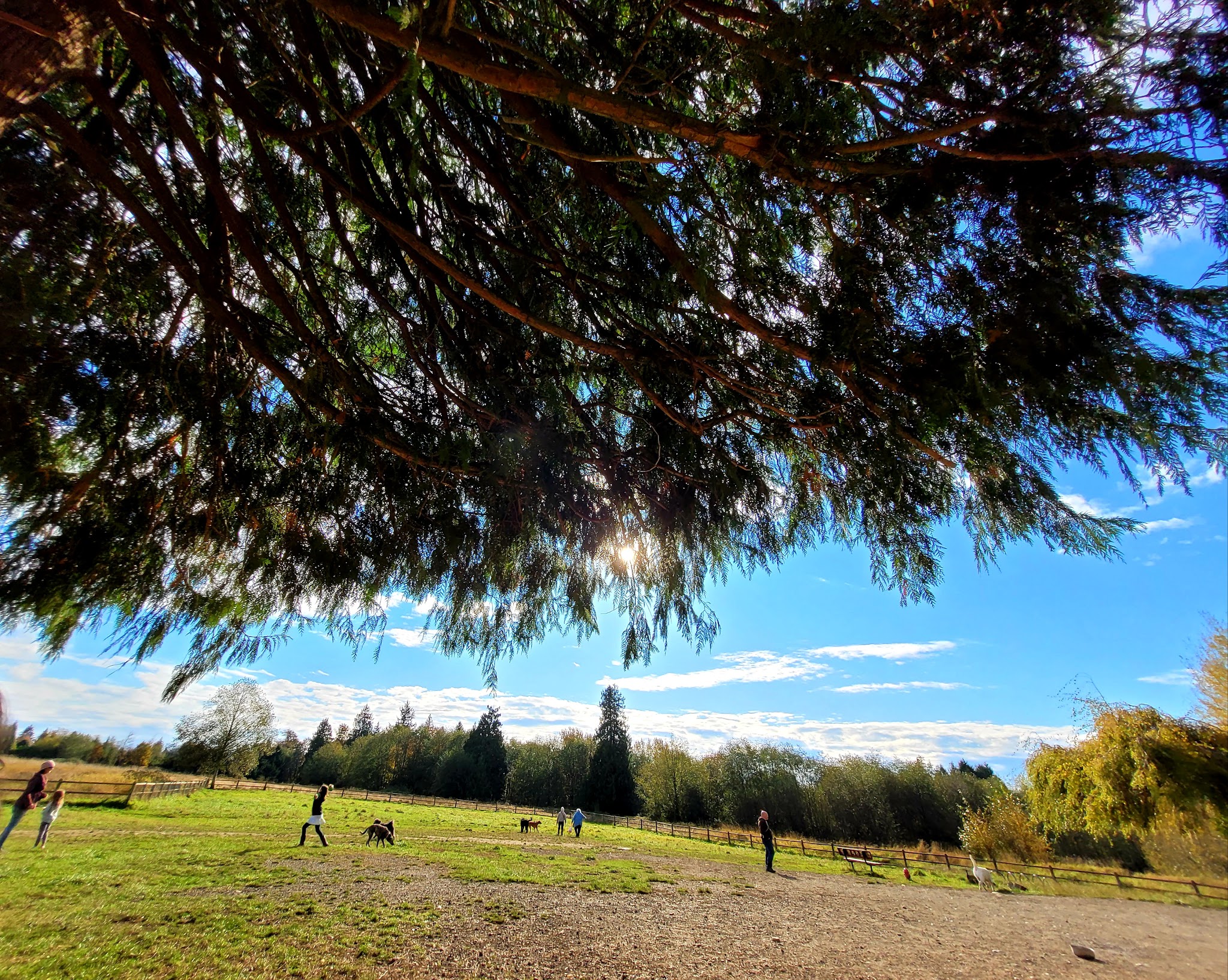 Cavalero Hill Dog Park - Lake Stevens, WA