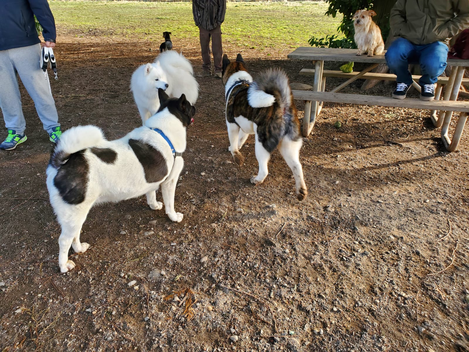 Cavalero Hill Dog Park - Lake Stevens, WA