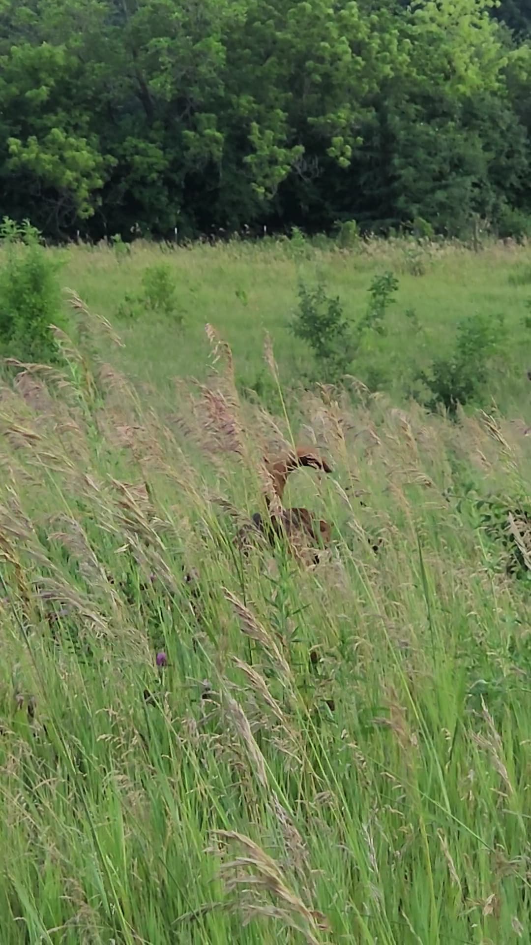 Duck Farm Forest Preserve - Lake Villa, IL