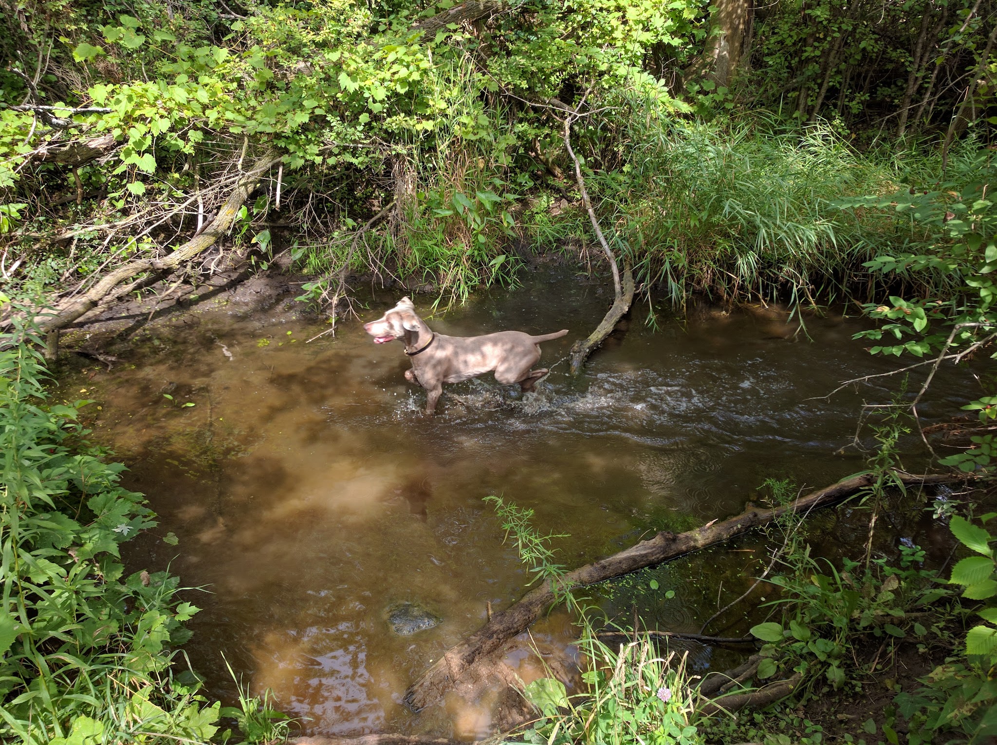 Duck Farm Forest Preserve - Lake Villa, IL