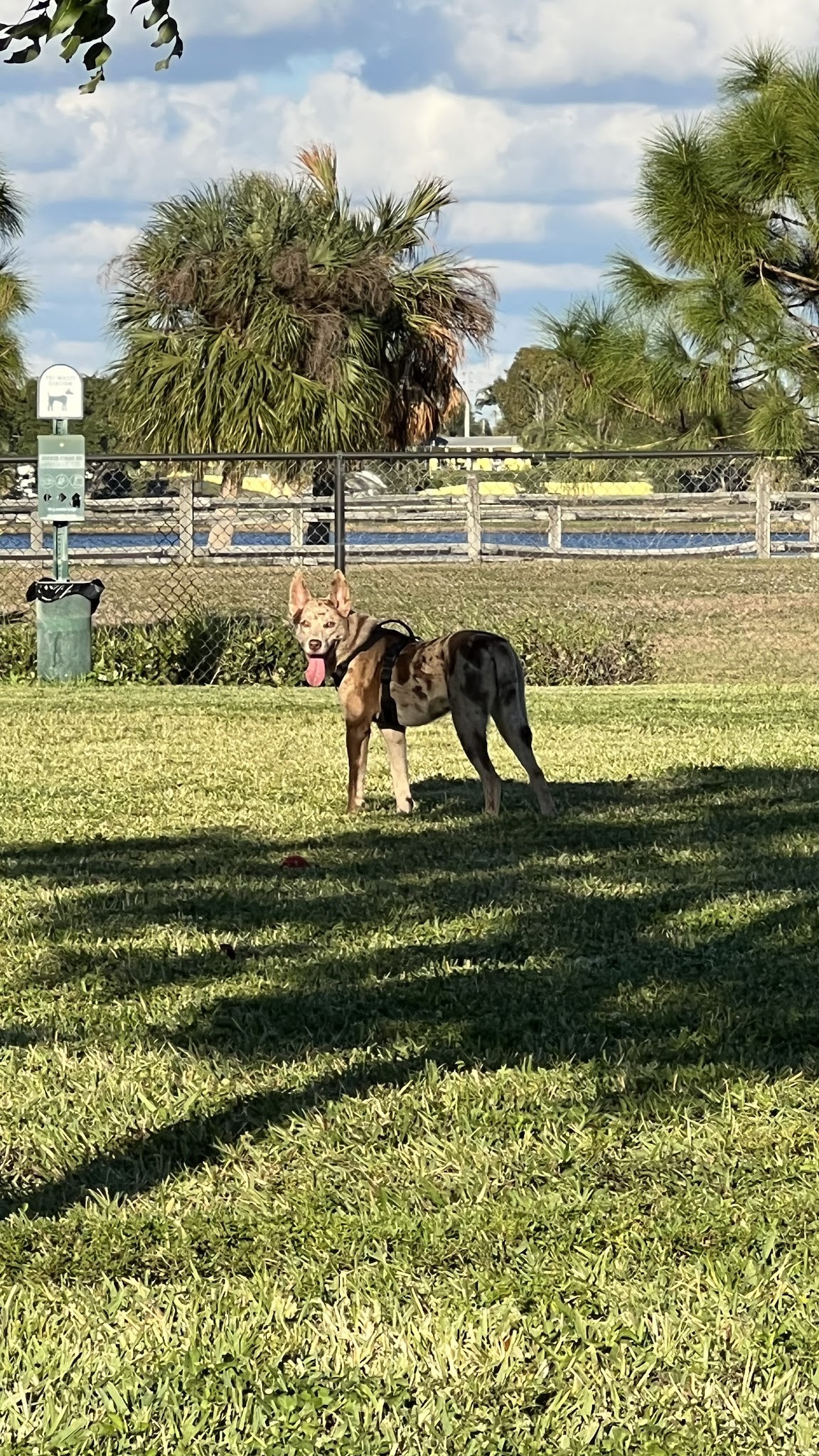 Lake Woof Dog Park - Lake Worth Beach, FL