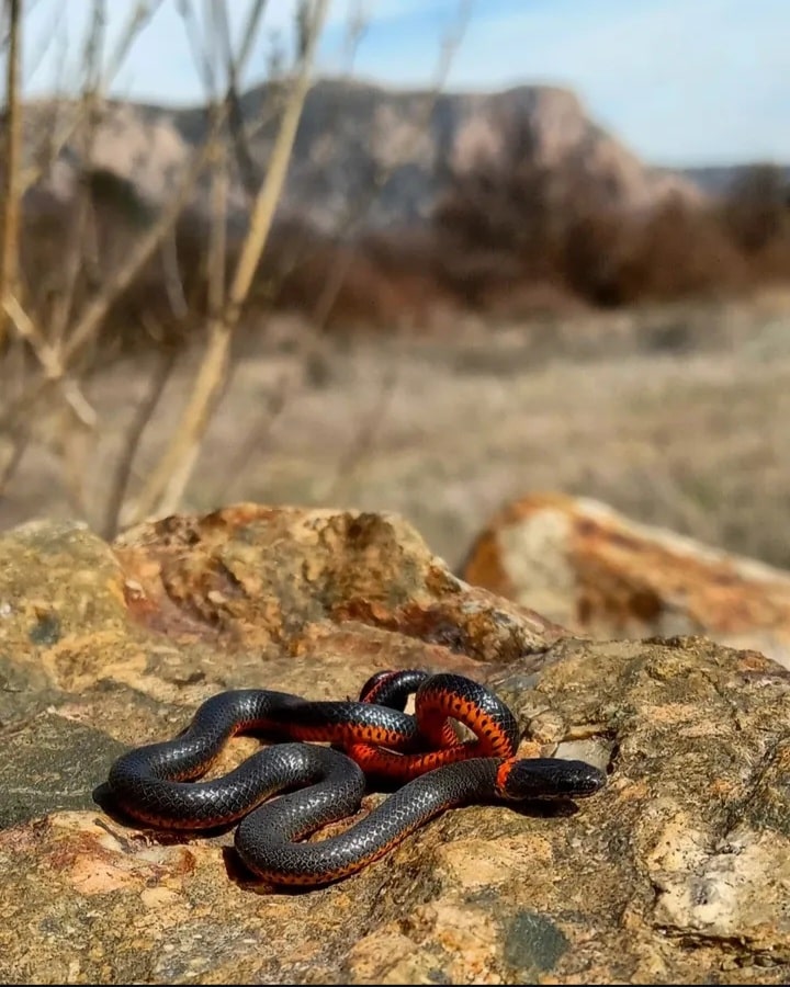 San Diego River Park Trail, El Monte Valley - Lakeside, CA