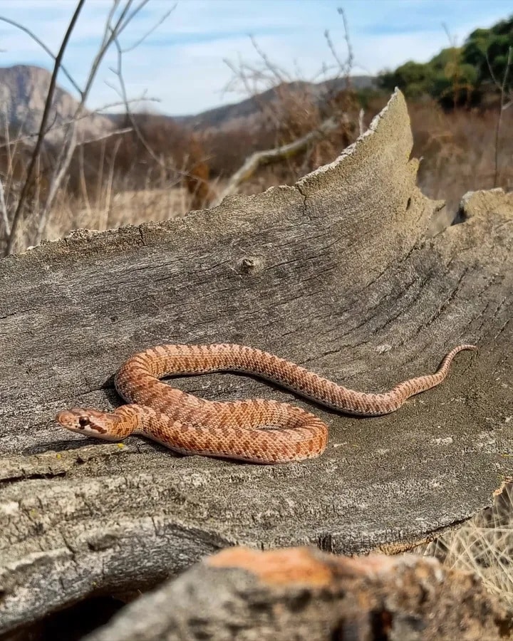 San Diego River Park Trail, El Monte Valley - Lakeside, CA