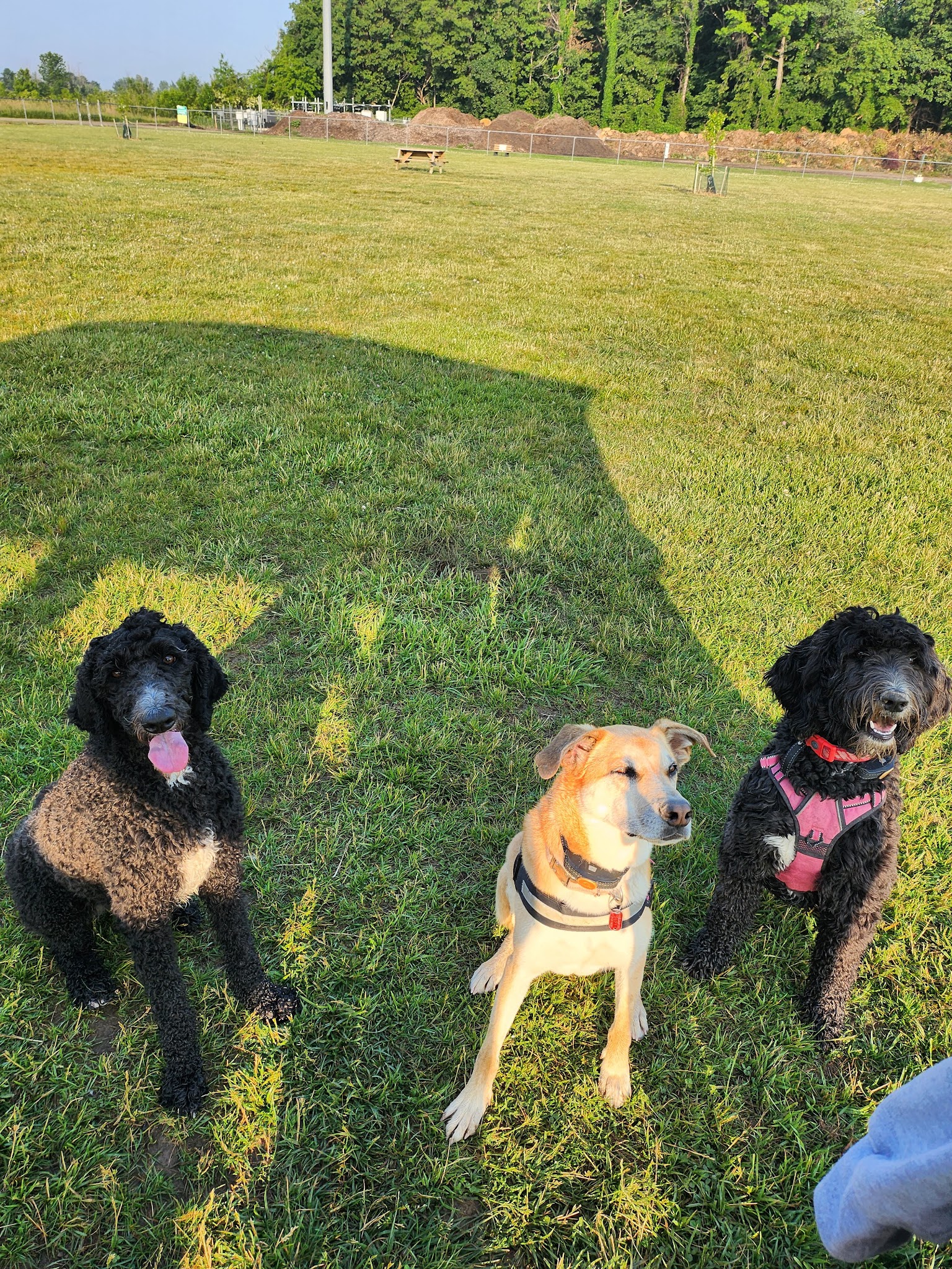 Bark Until Dark Dog Park - Lakeside Marblehead, OH