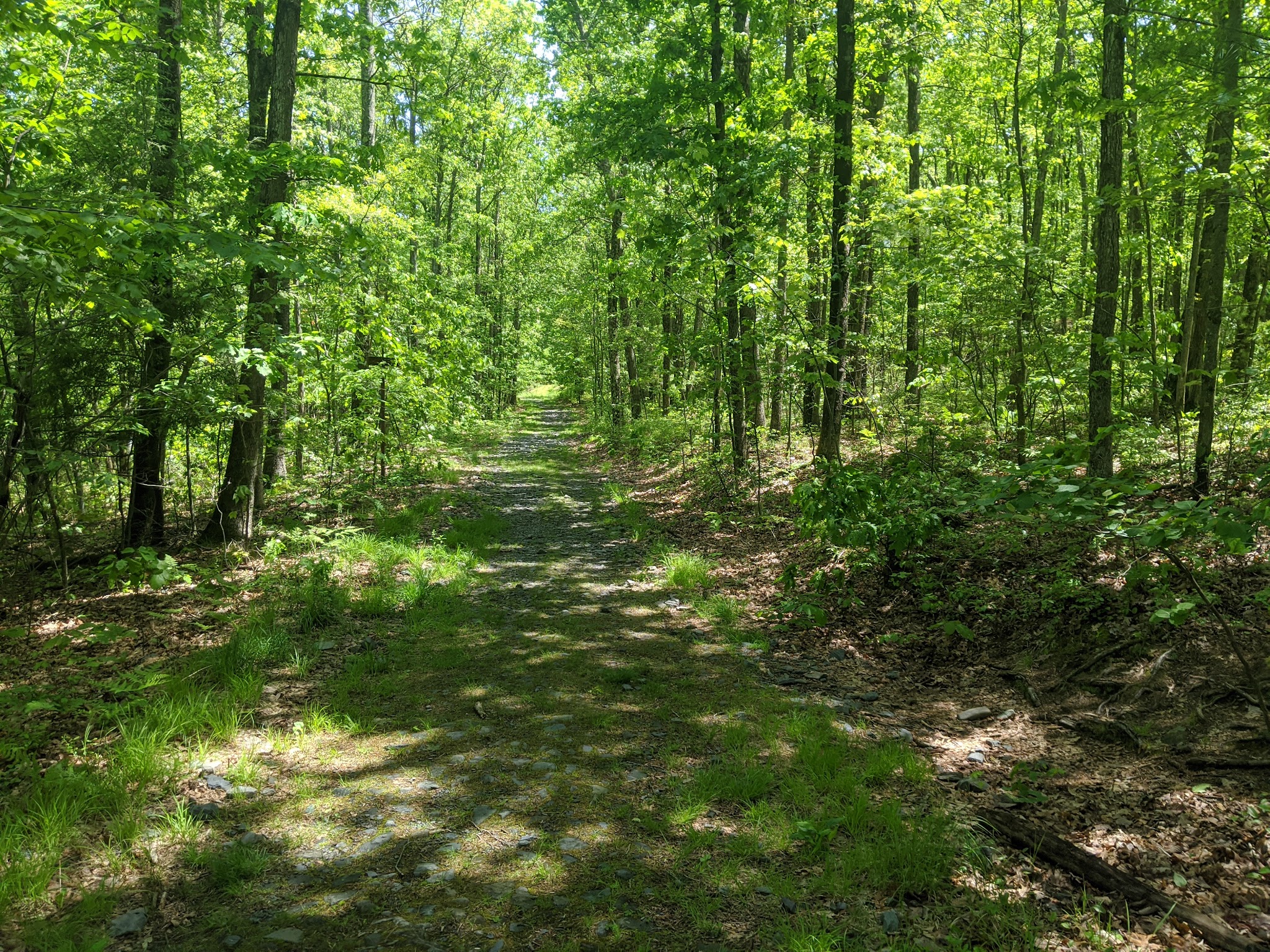 Shuman Point Hiking Trail - Lakeville, PA