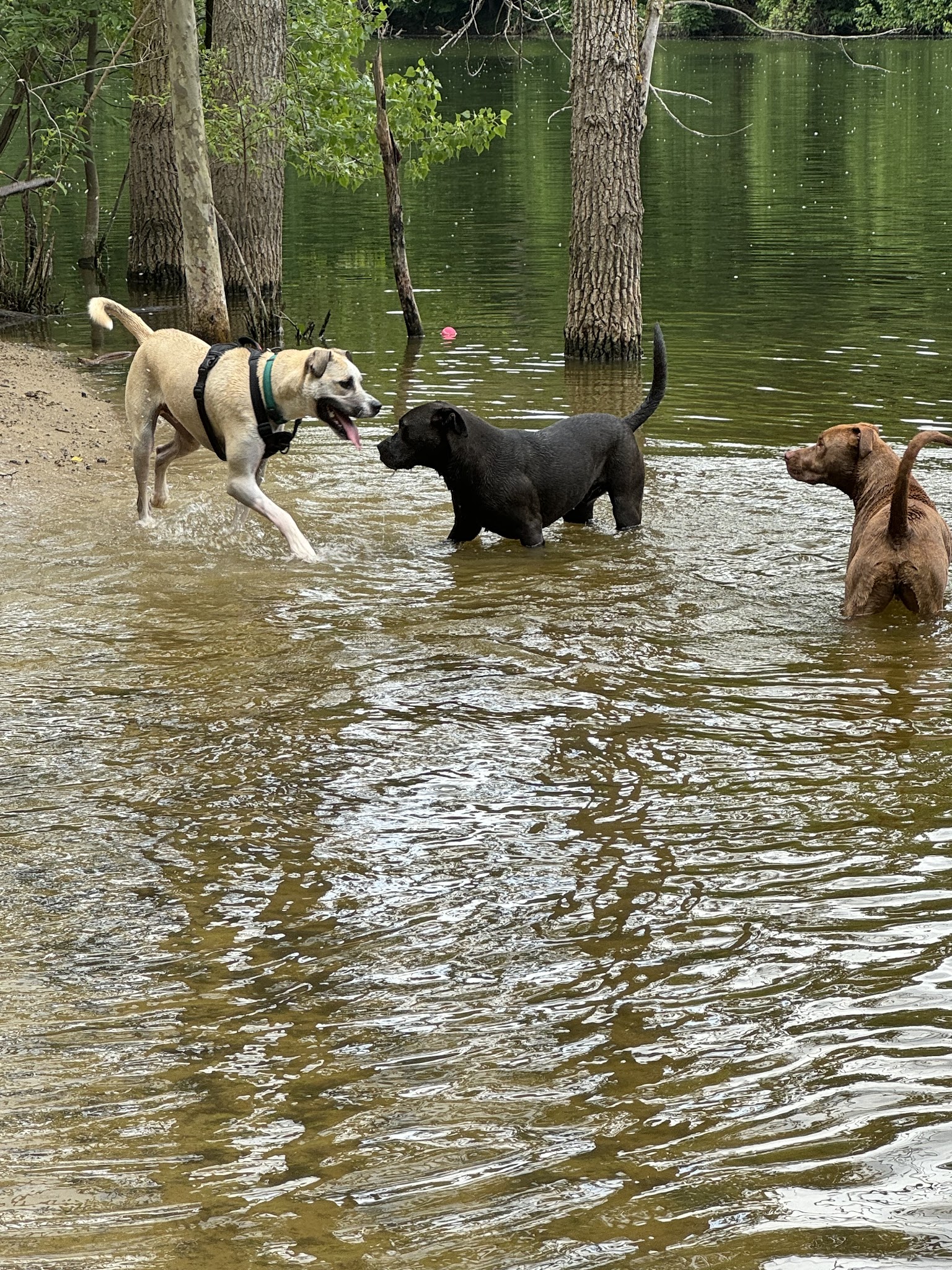 Soldan Dog Park - Lansing, MI