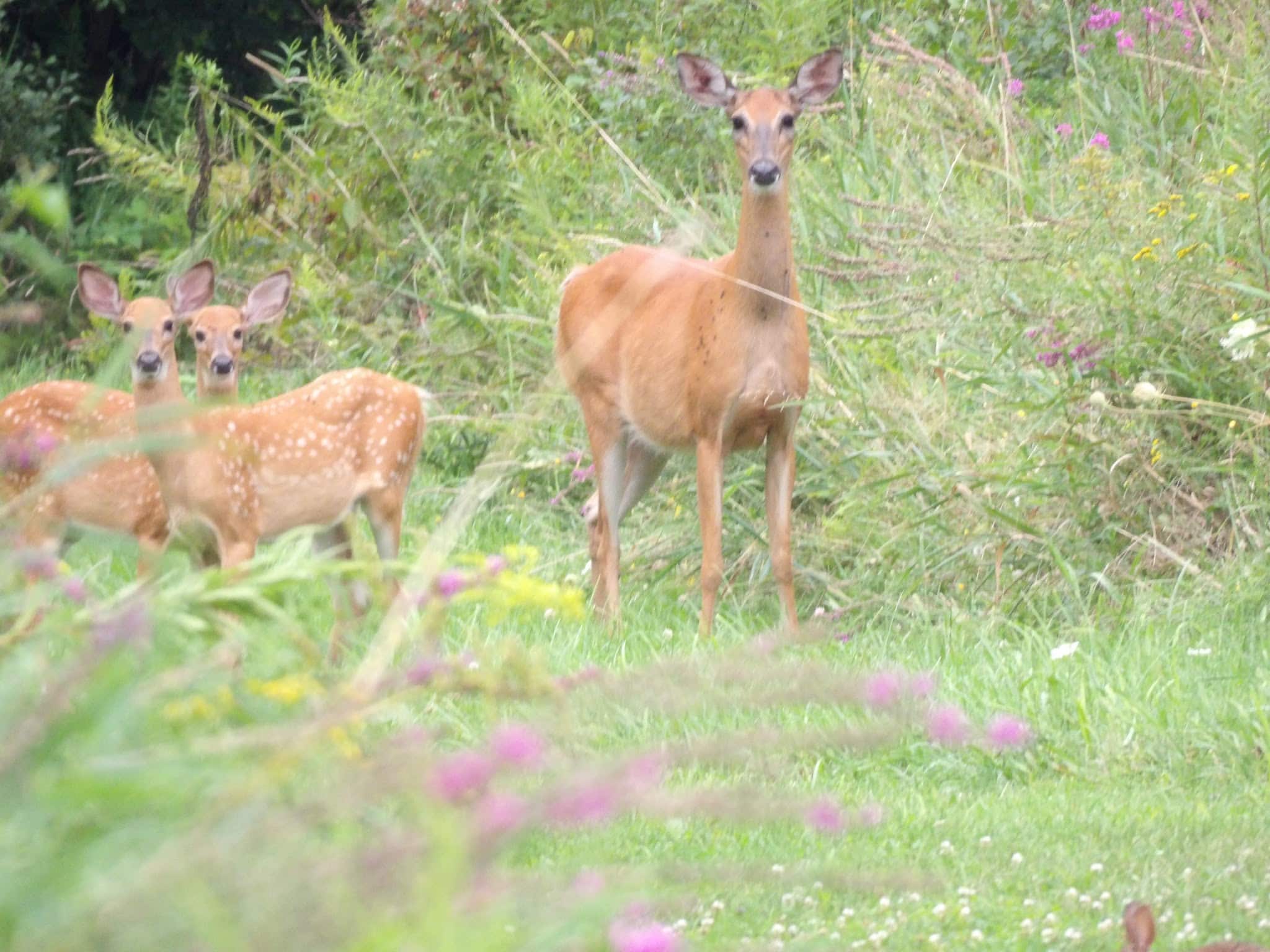 Lansing Center Trail - Lansing, NY