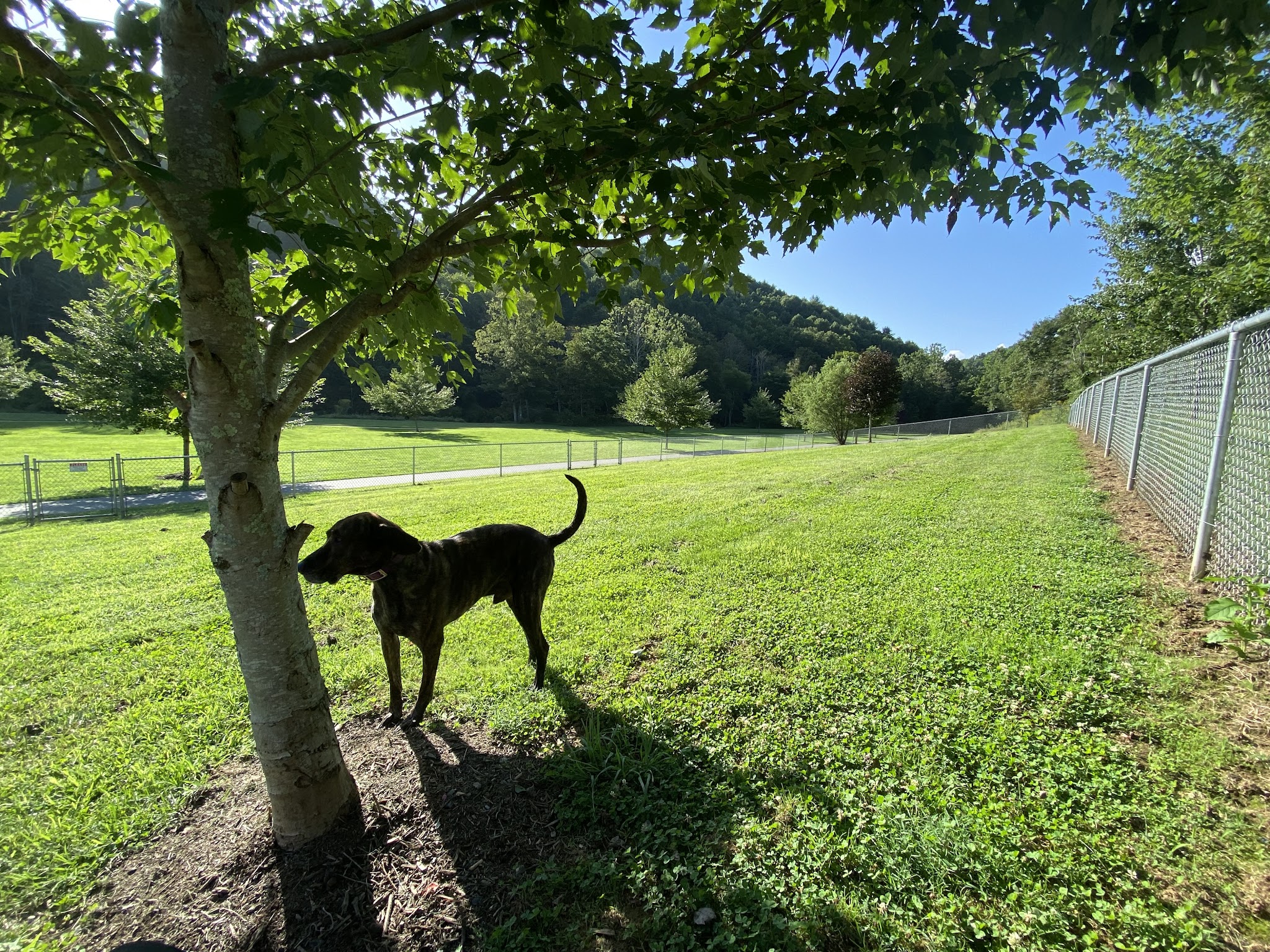 Dog Park area Lansing Creeper Trail Park - Lansing, NC