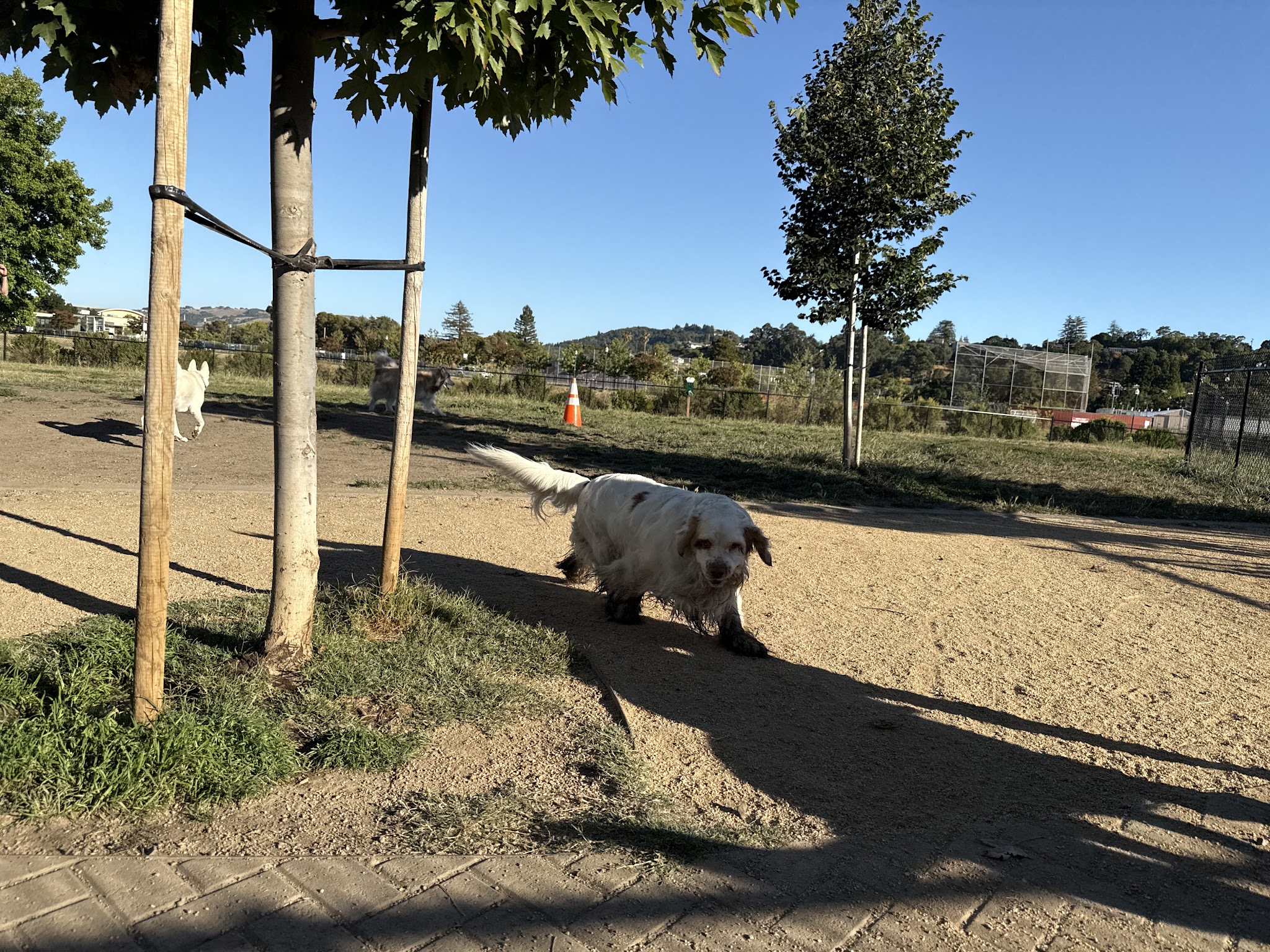 Dog Park | Piper Park - Larkspur, CA