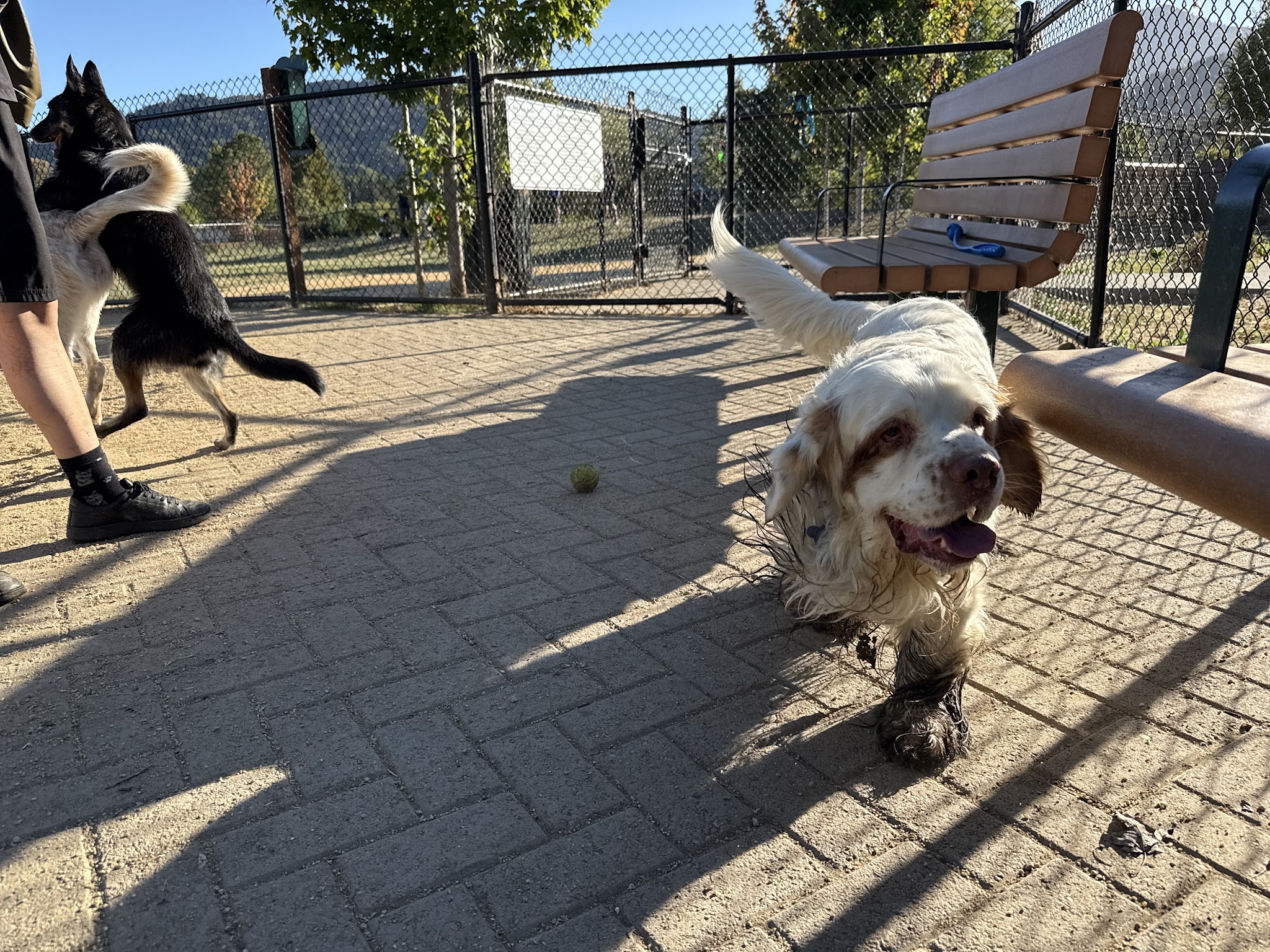 Dog Park | Piper Park - Larkspur, CA