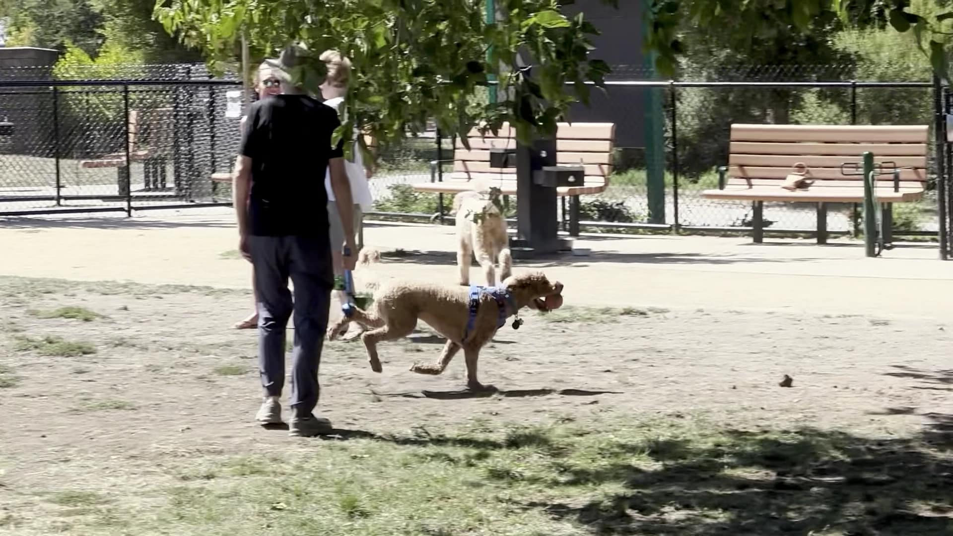 Dog Park | Piper Park - Larkspur, CA