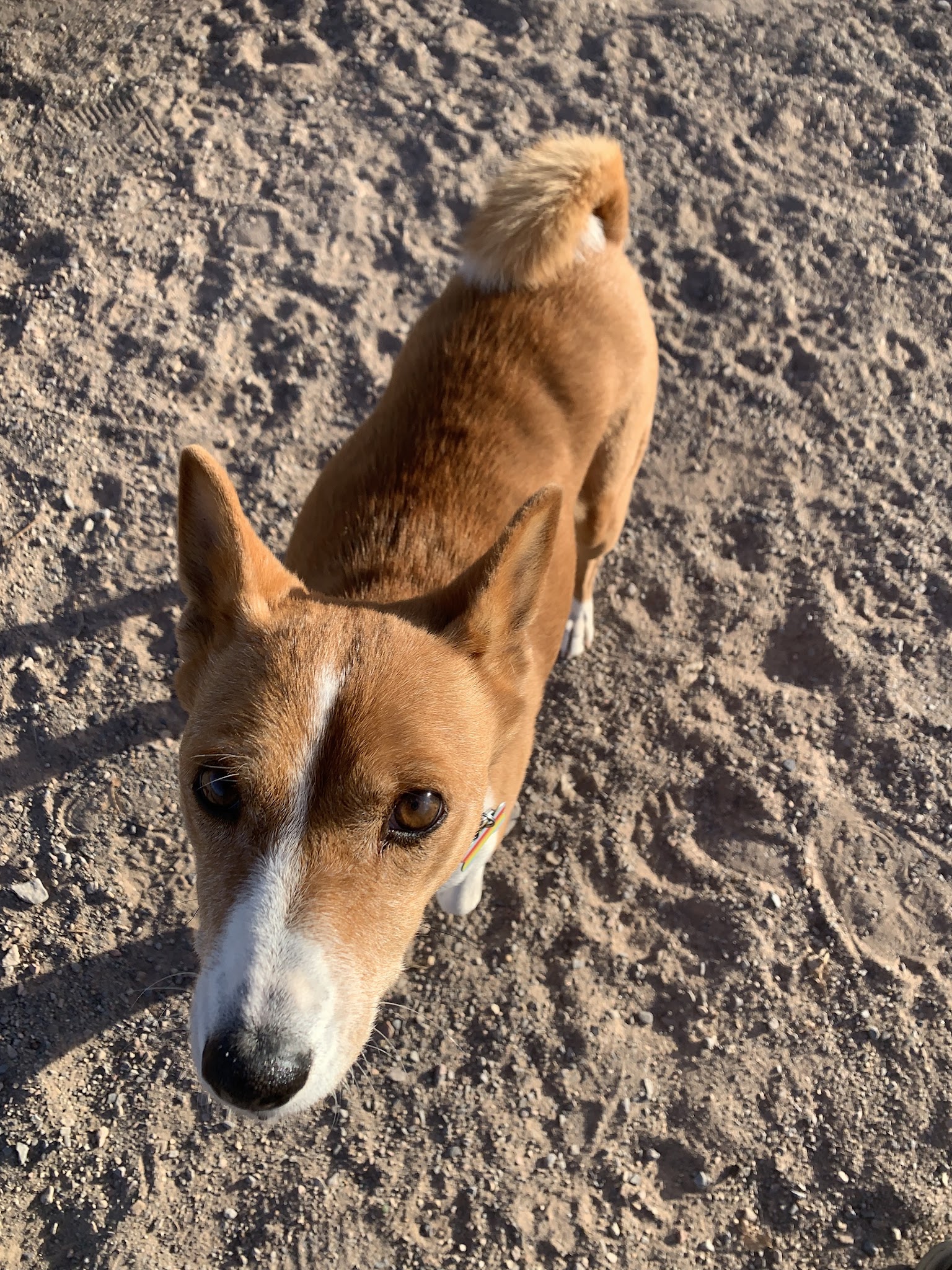 Las Cruces Dog Park - Las Cruces, NM