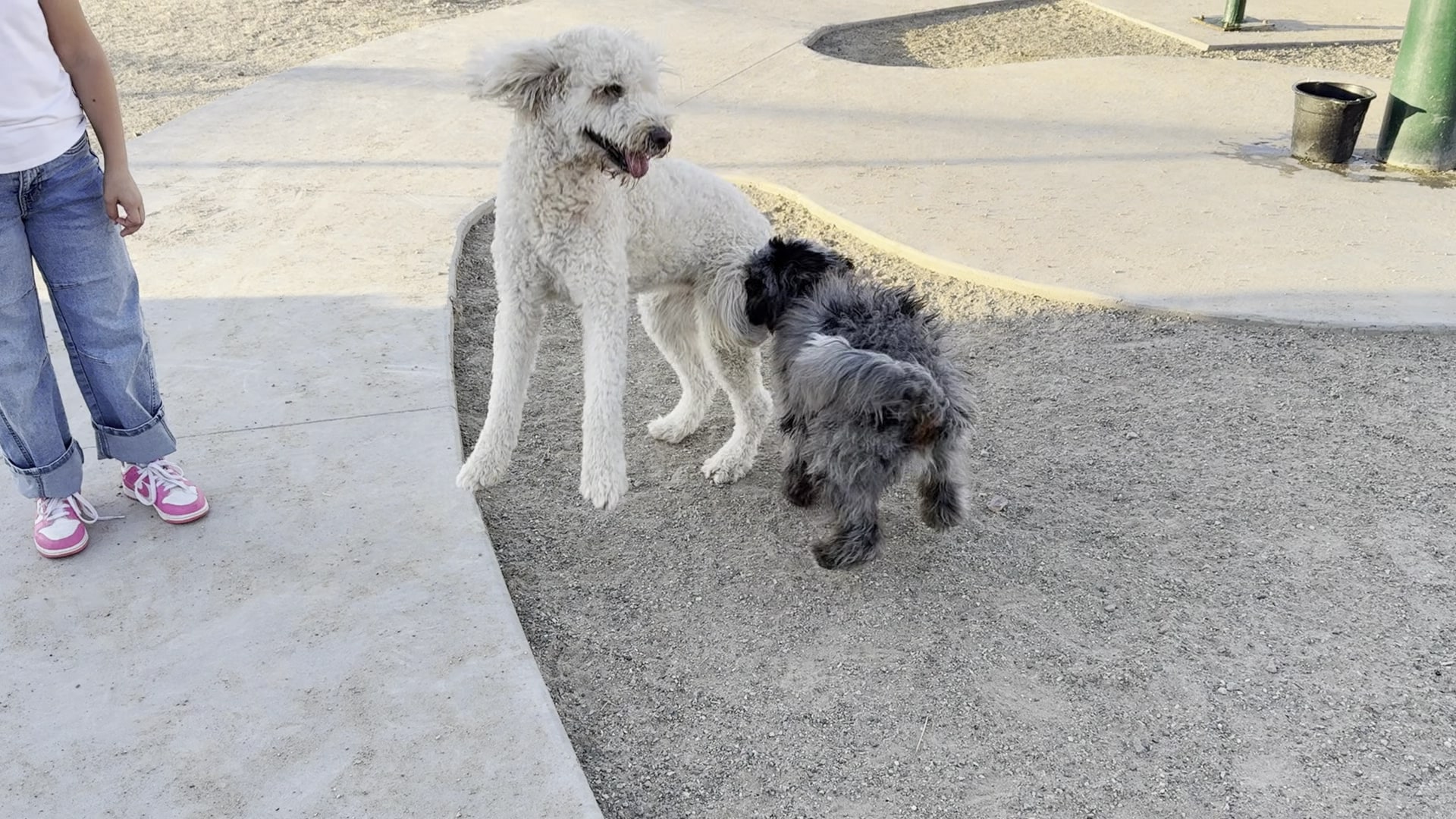 Rinconada Dog Park - Las Cruces, NM