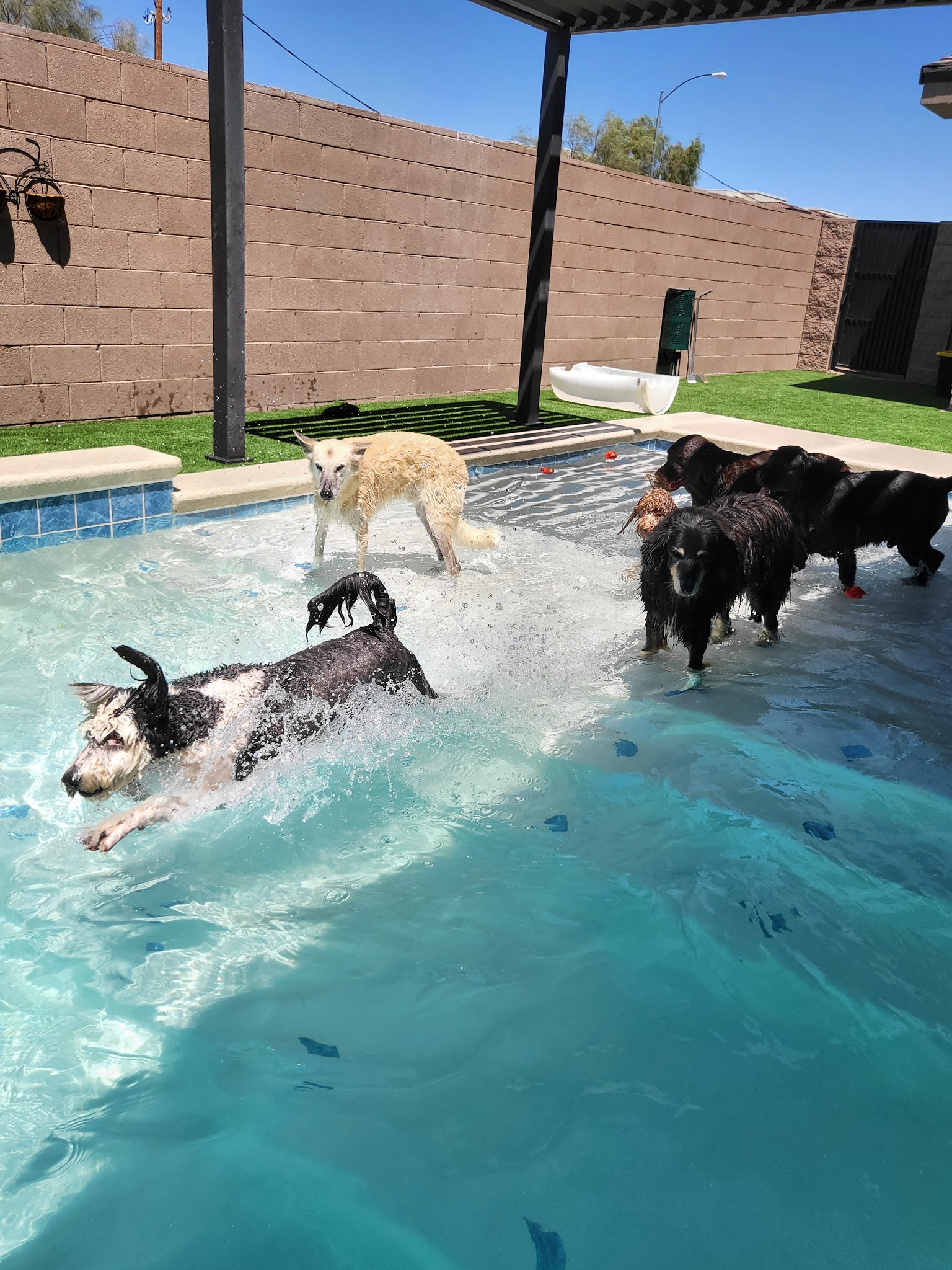 K-9 Kountry - Las Vegas, NV