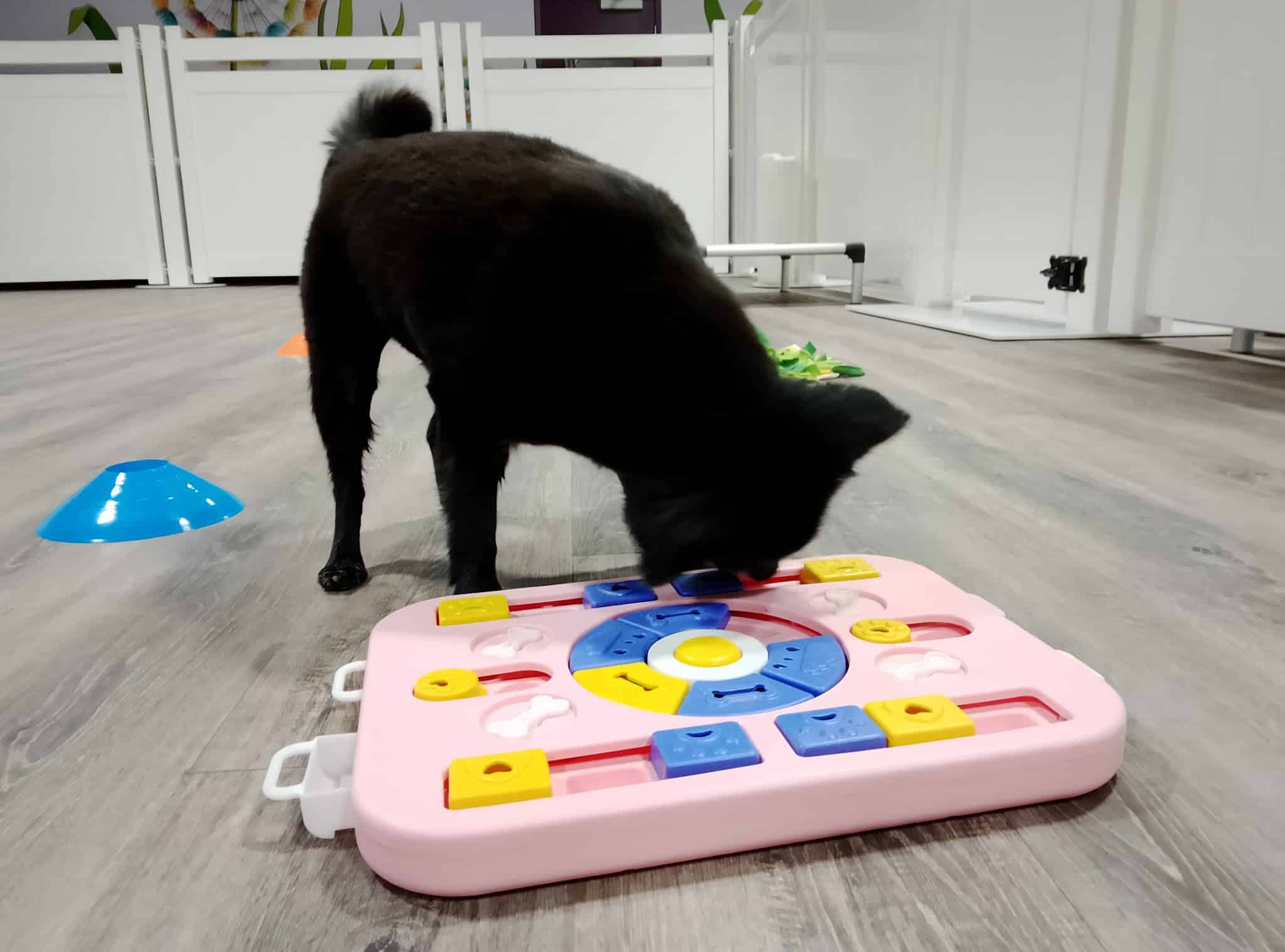 K-9 Kountry - Las Vegas, NV