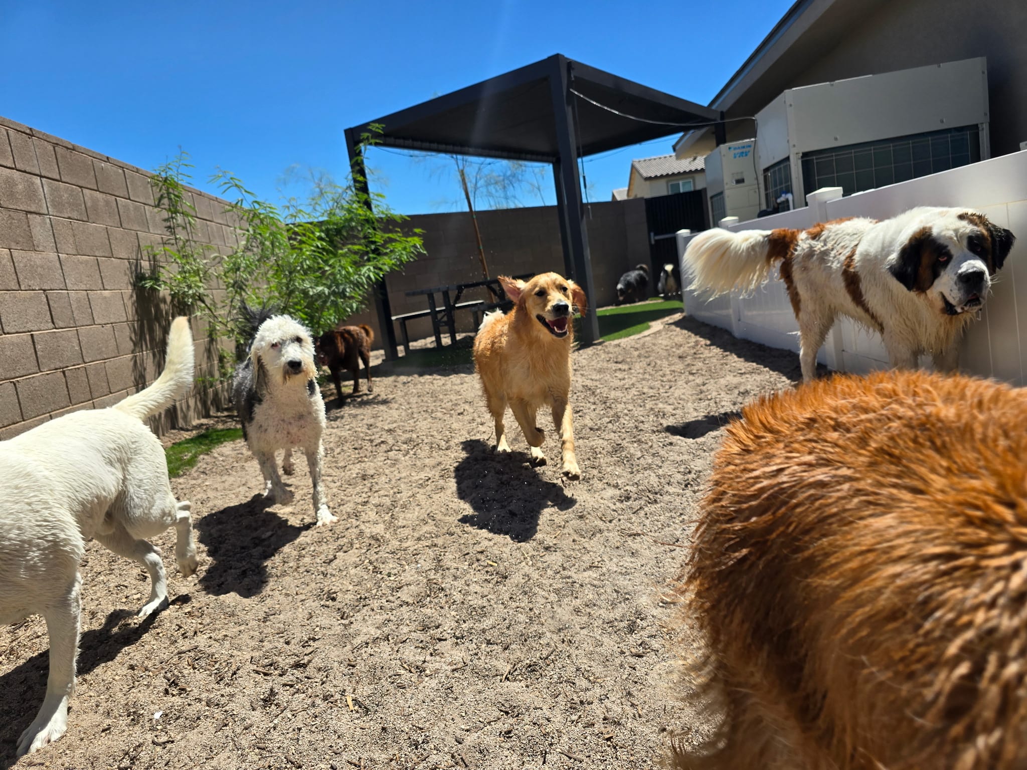 K-9 Kountry - Las Vegas, NV