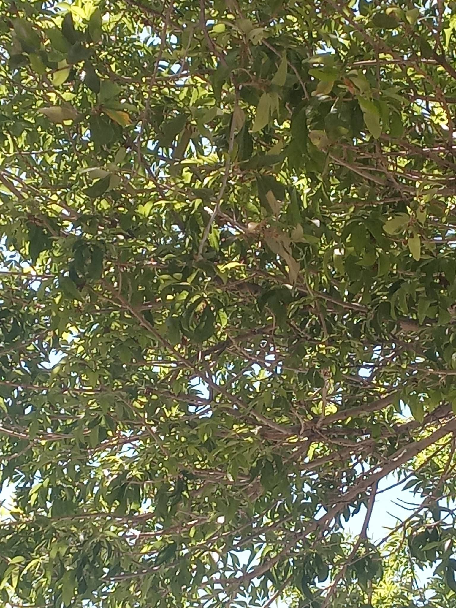 Ravenwood Park - Las Vegas, NV