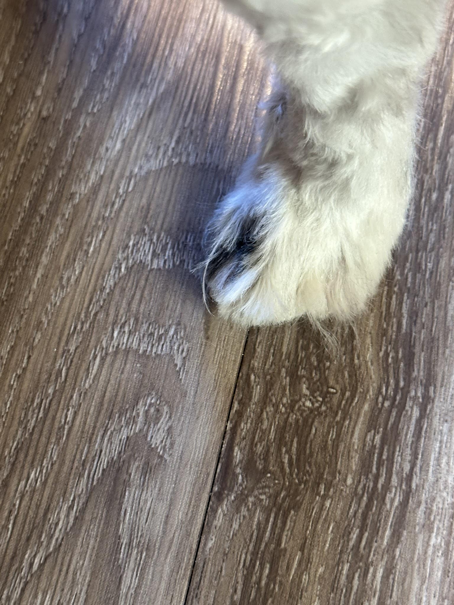 The Little Dog Lounge - Latham, NY