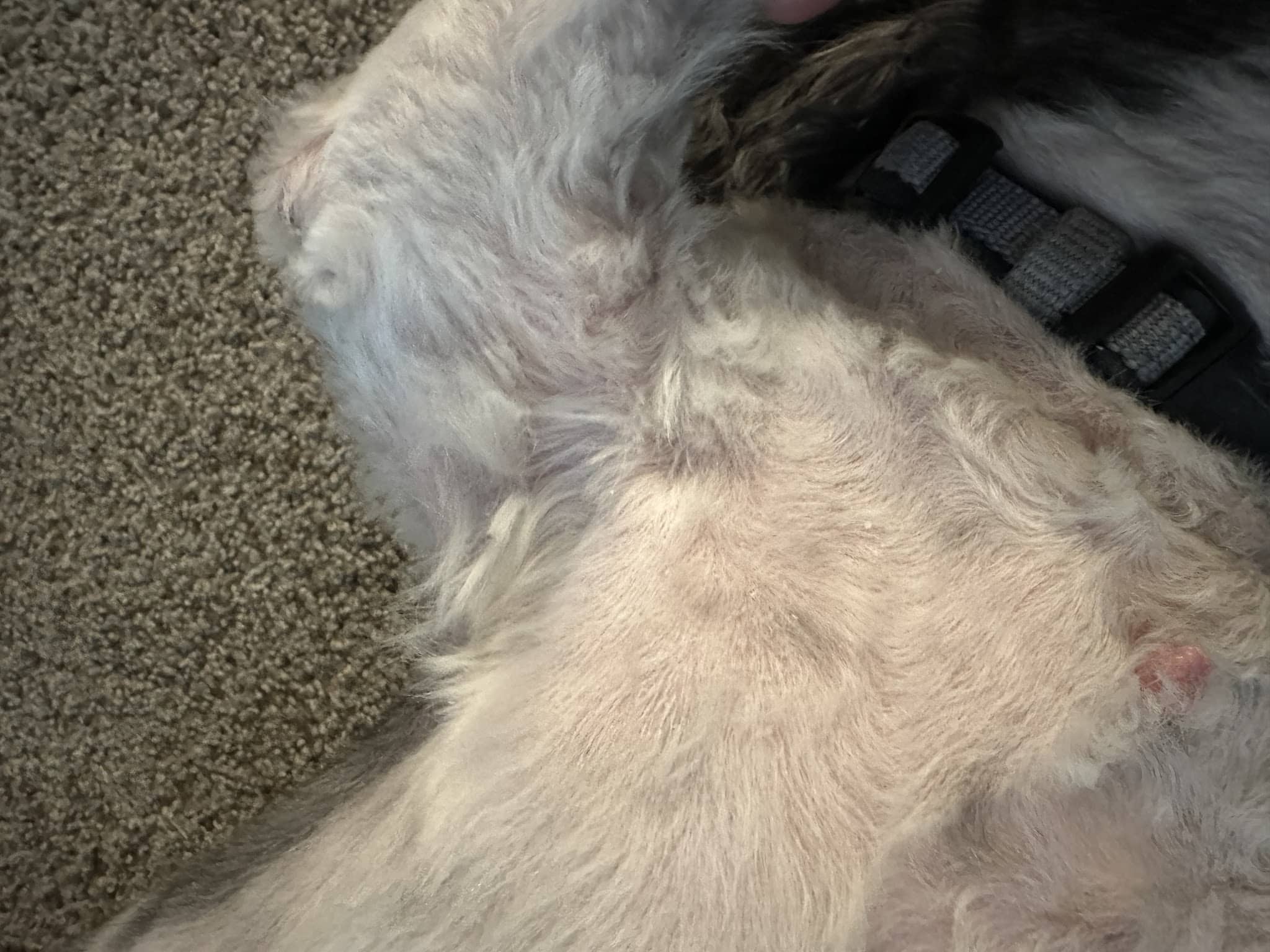 The Little Dog Lounge - Latham, NY