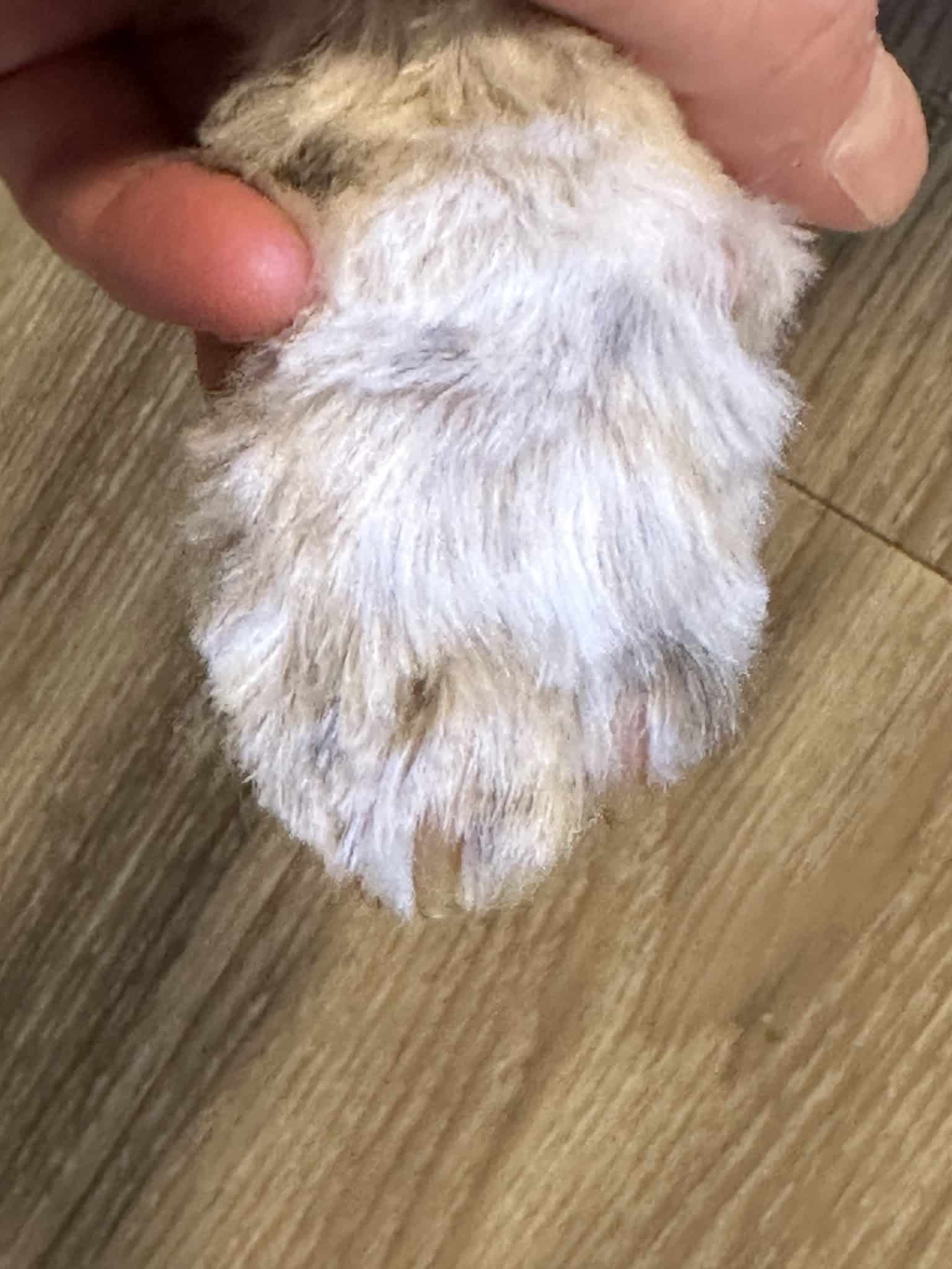 The Little Dog Lounge - Latham, NY