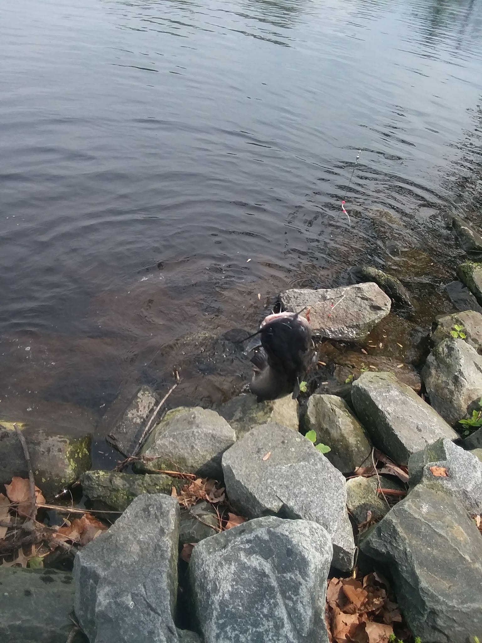 Janosik Park - Laurel, DE