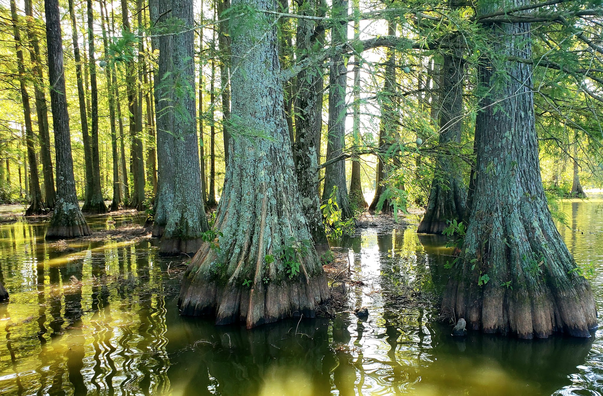 Trap Pond State Park - Laurel, DE