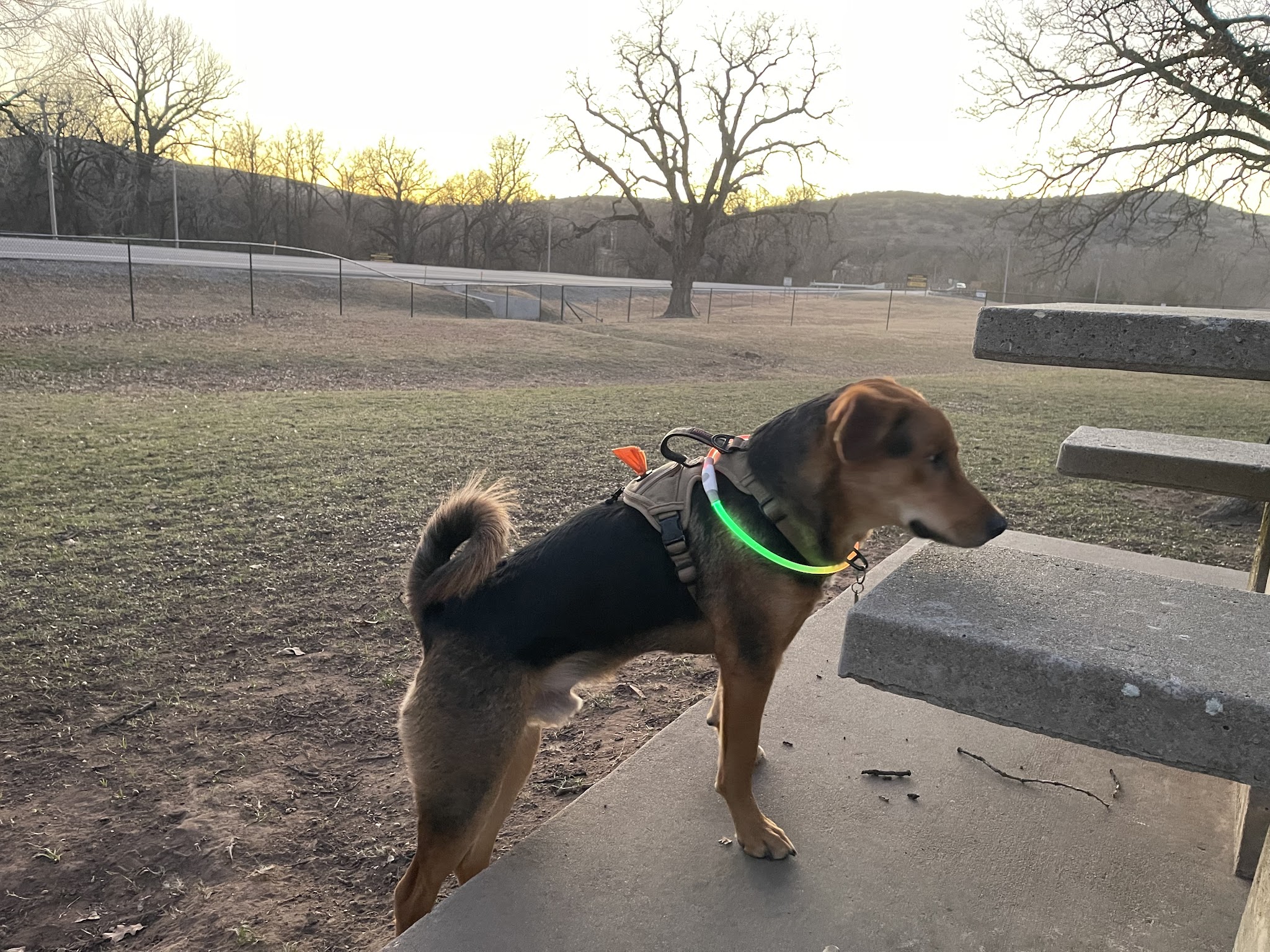 Medicine bark dog park - Lawton, OK