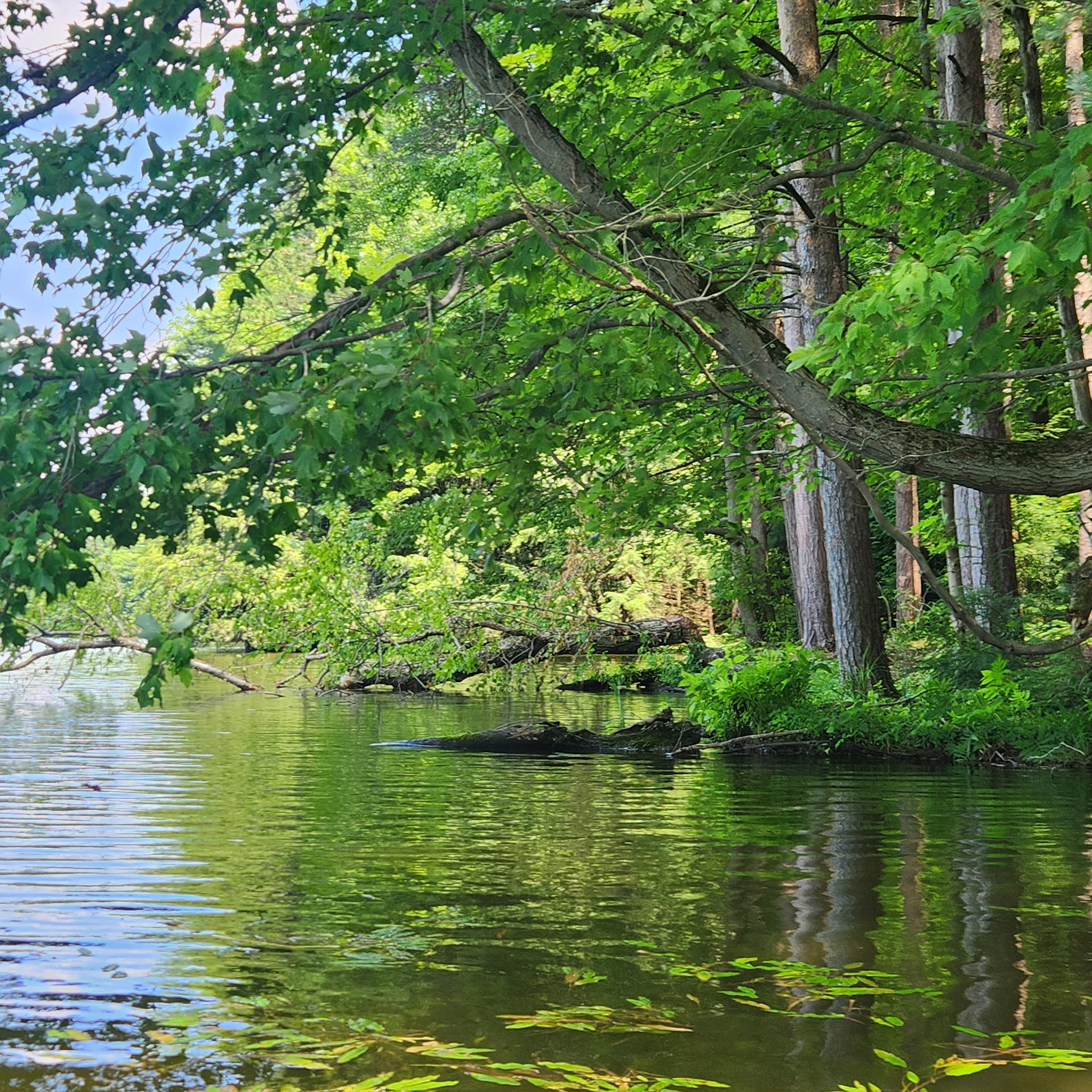 Clear Lake WMA - Lawtons, NY