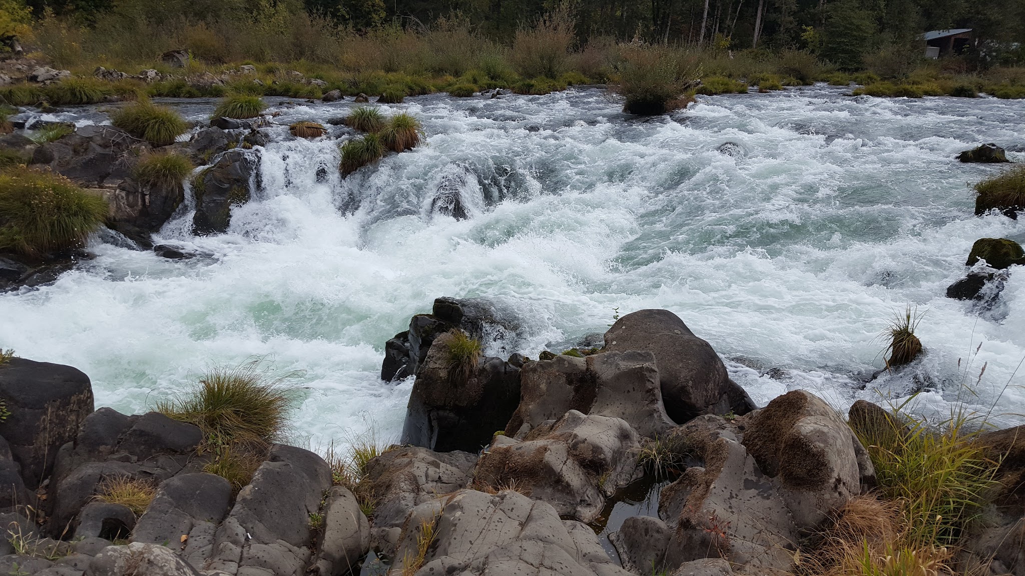 Waterloo Dog Park - Lebanon, OR
