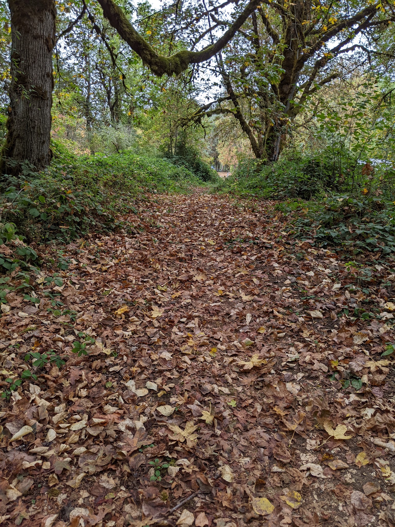 Waterloo Dog Park - Lebanon, OR
