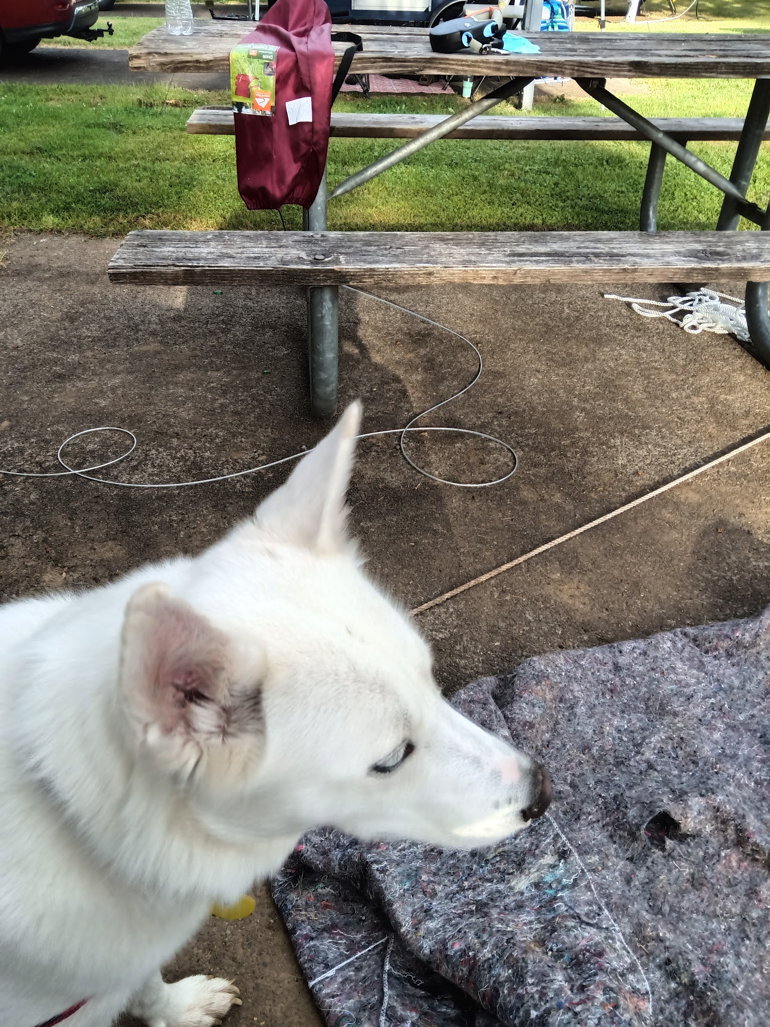 Waterloo Dog Park - Lebanon, OR