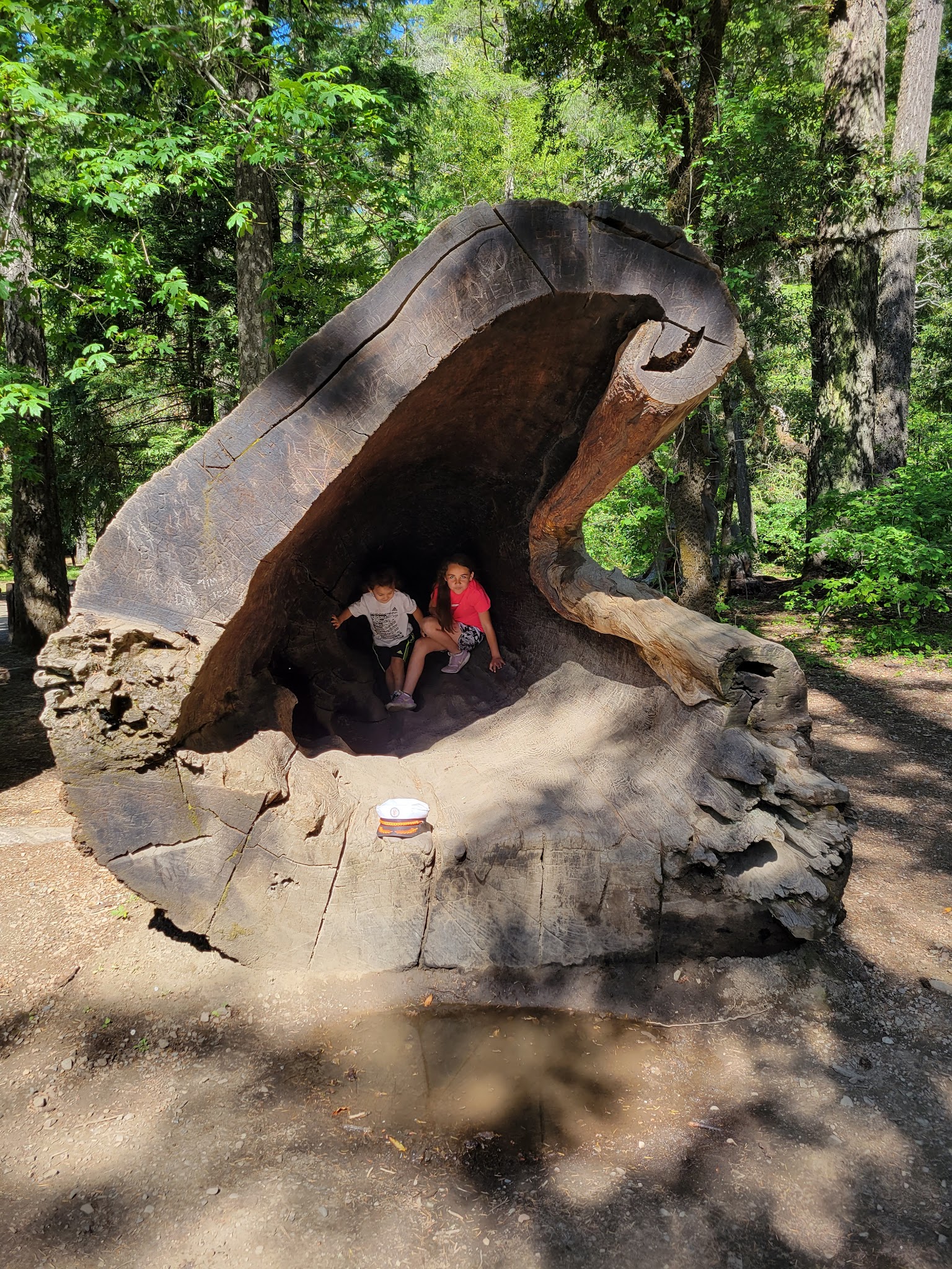 Drive-Thru Tree Park Leggett - Leggett, CA
