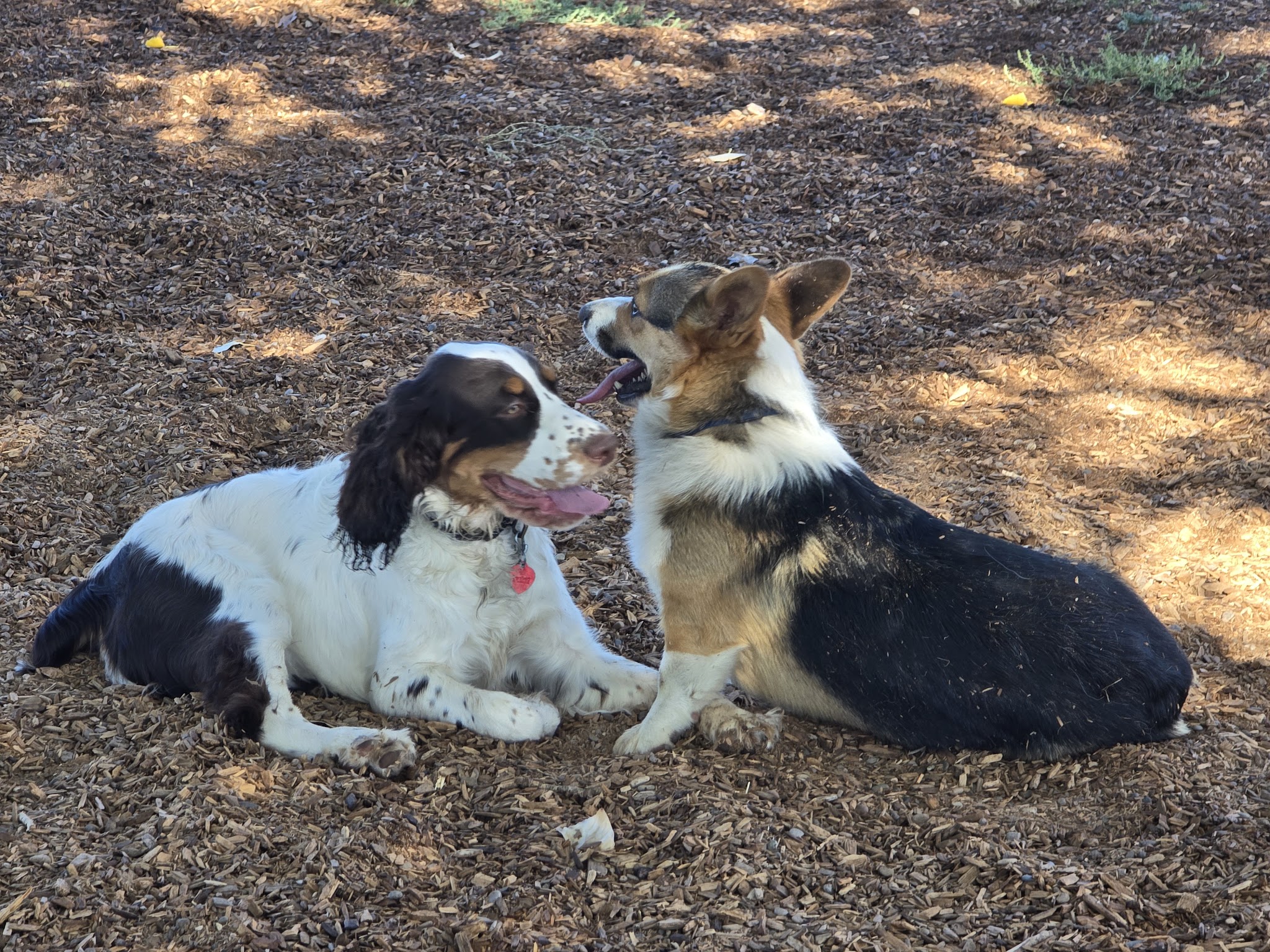 Dog Park at Willow Park - Lehi, UT