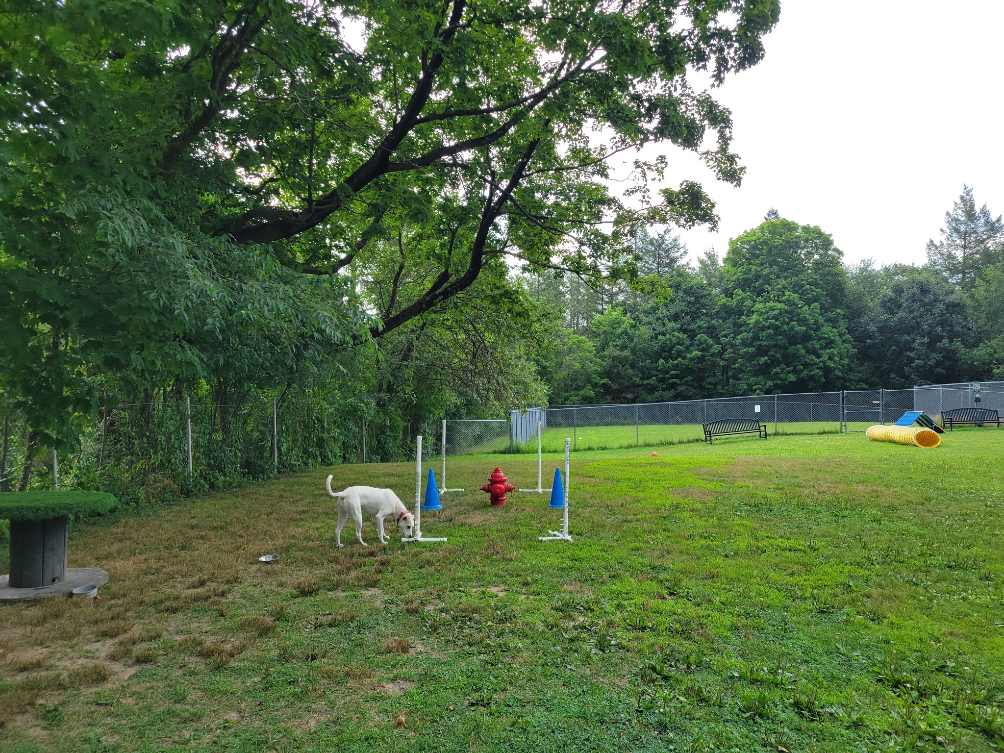 Leicester Bark Park - Leicester, MA
