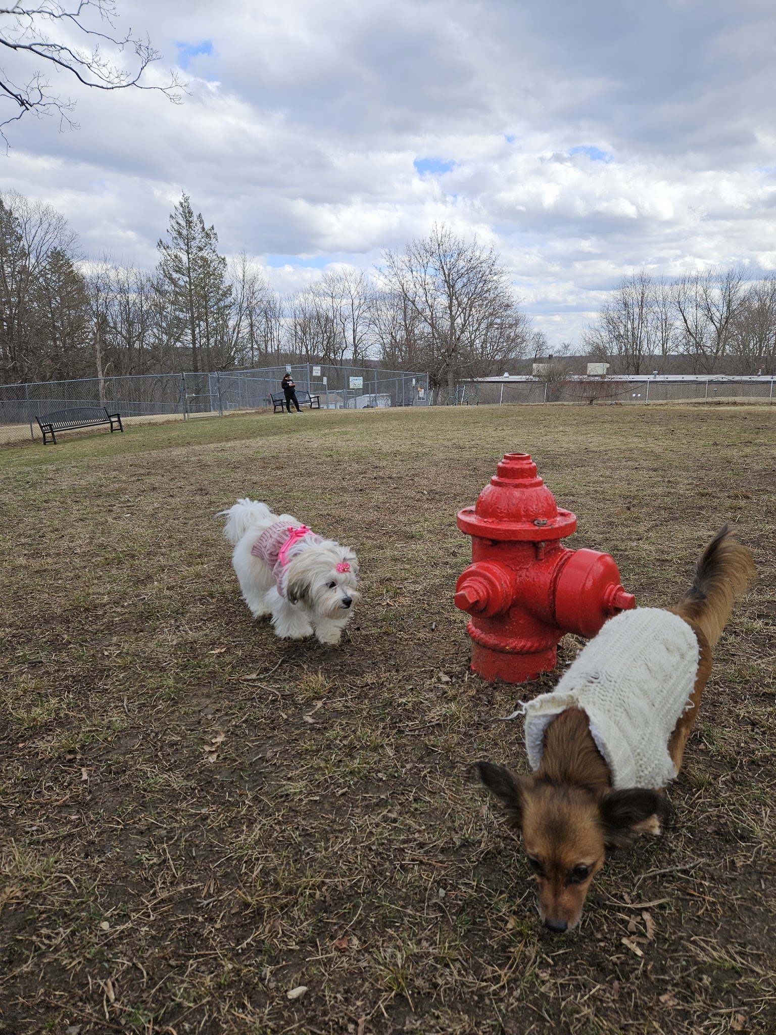 Leicester Bark Park - Leicester, MA