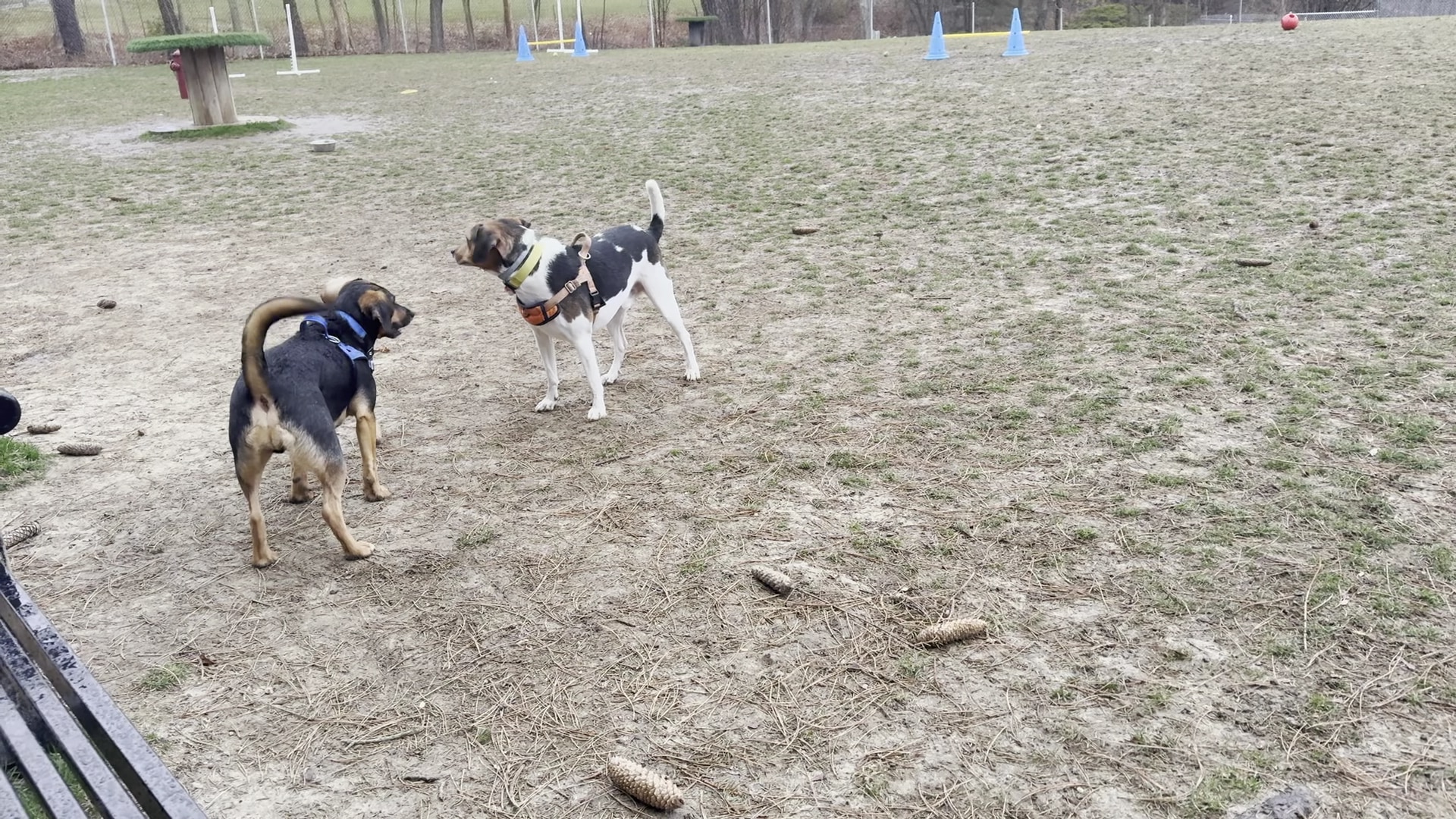 Leicester Bark Park - Leicester, MA