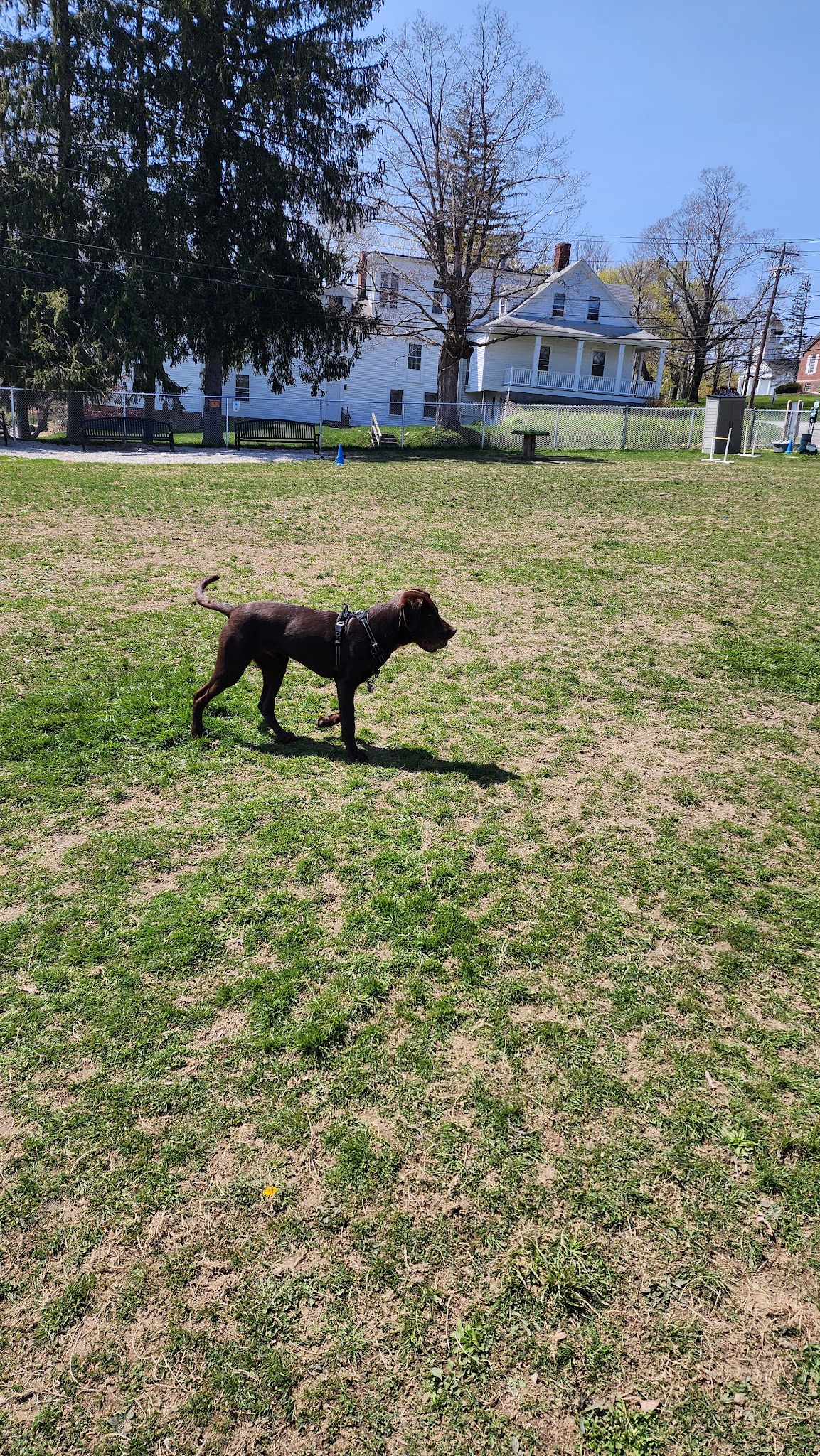 Leicester Bark Park - Leicester, MA